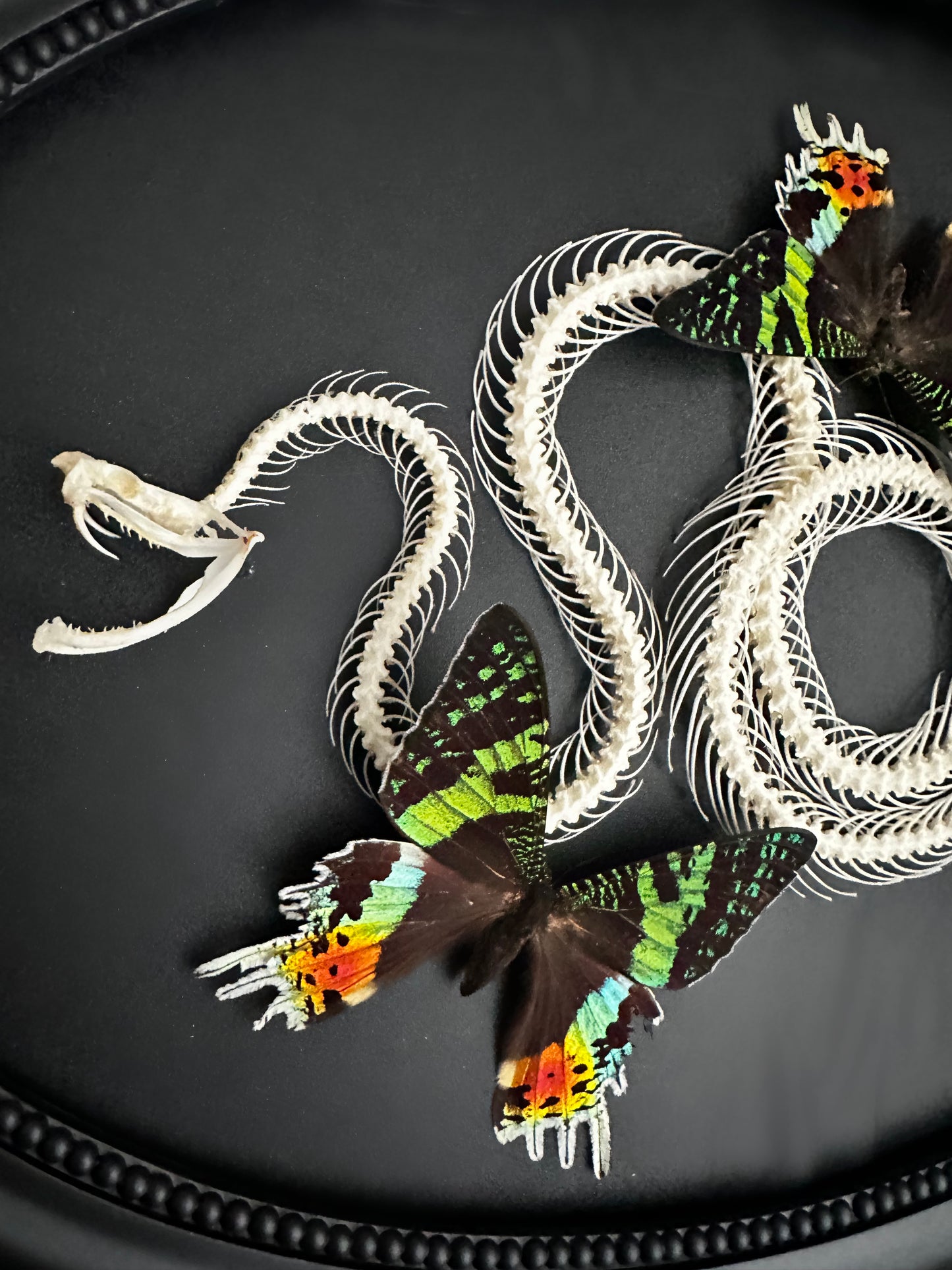 Large composition snake skeleton and sunset butterflies from Madagascar