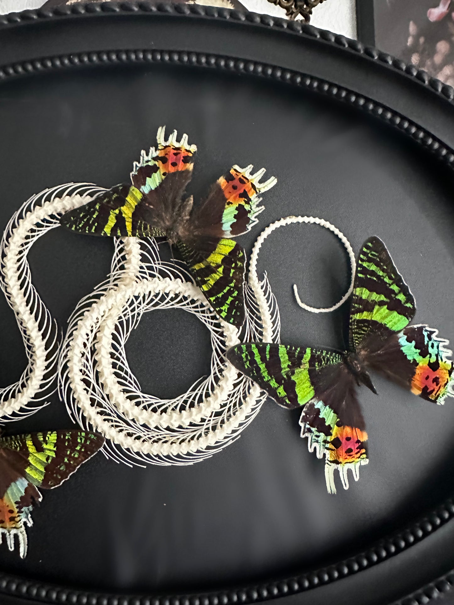 Large composition snake skeleton and sunset butterflies from Madagascar