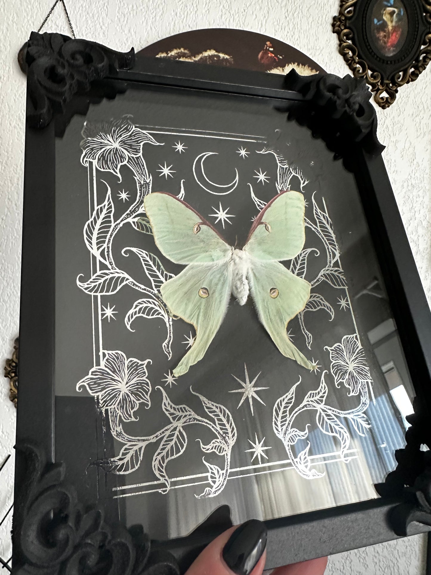 Loupallini Mystic collaboration - Actias luna moon butterfly