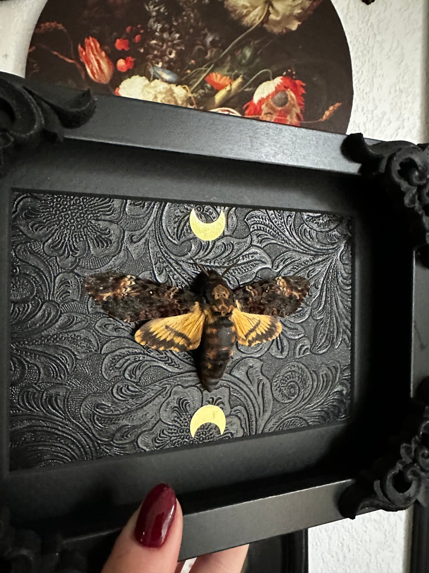 Papillon shpinx tête de mort (Acherontia atropos)