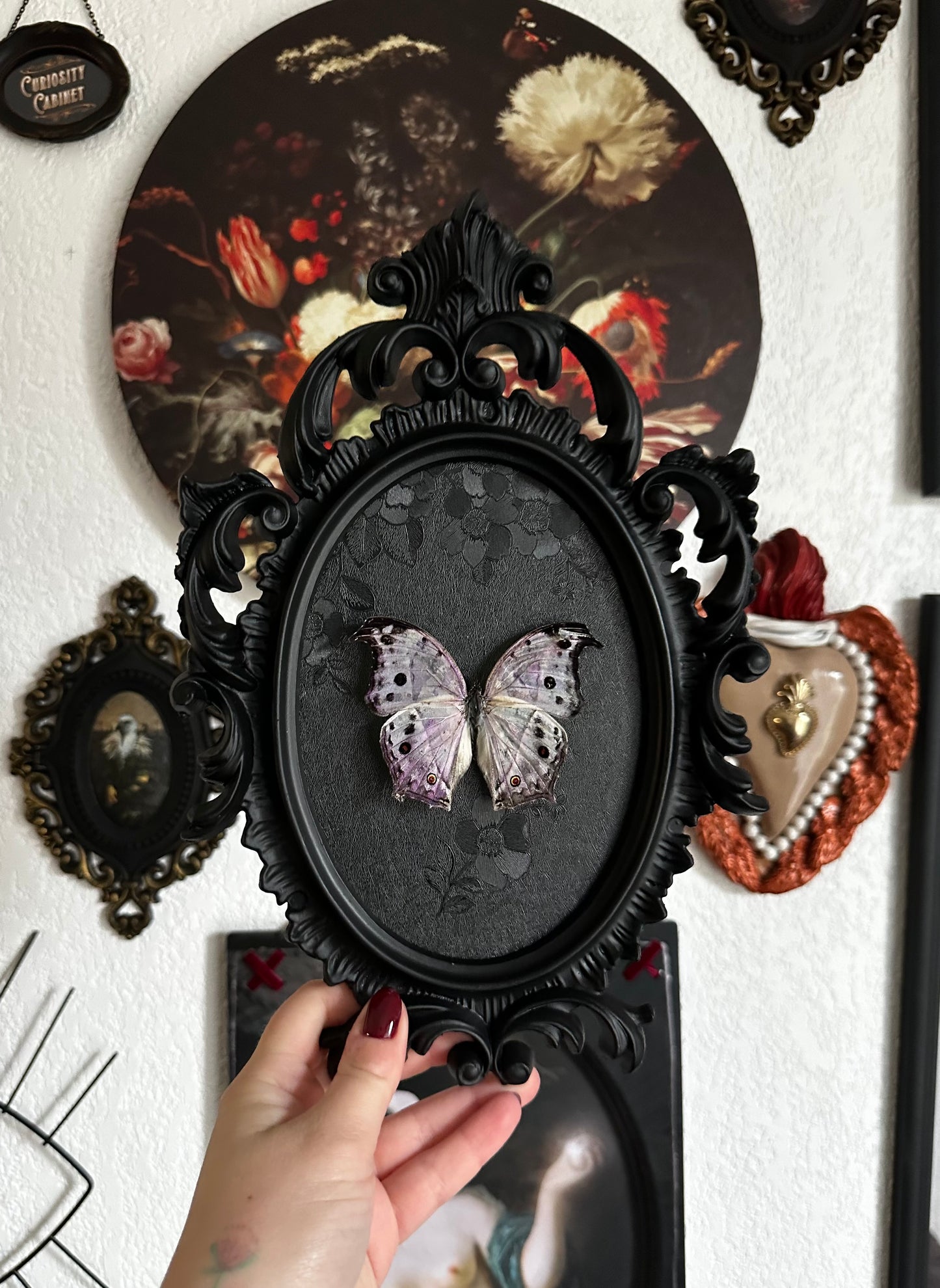 "Mother of pearl" pearly butterfly (Salamis parhassus)
