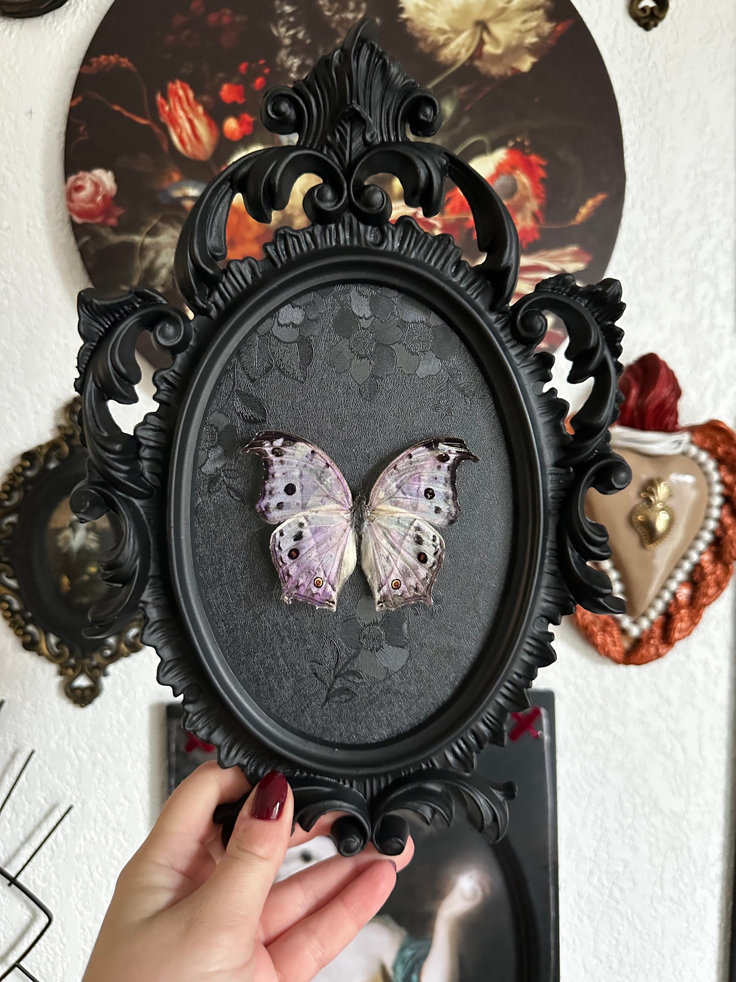 "Mother of pearl" pearly butterfly (Salamis parhassus)