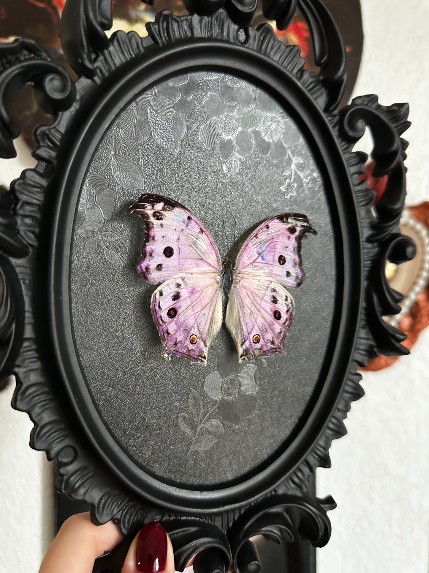 "Mother of pearl" pearly butterfly (Salamis parhassus)