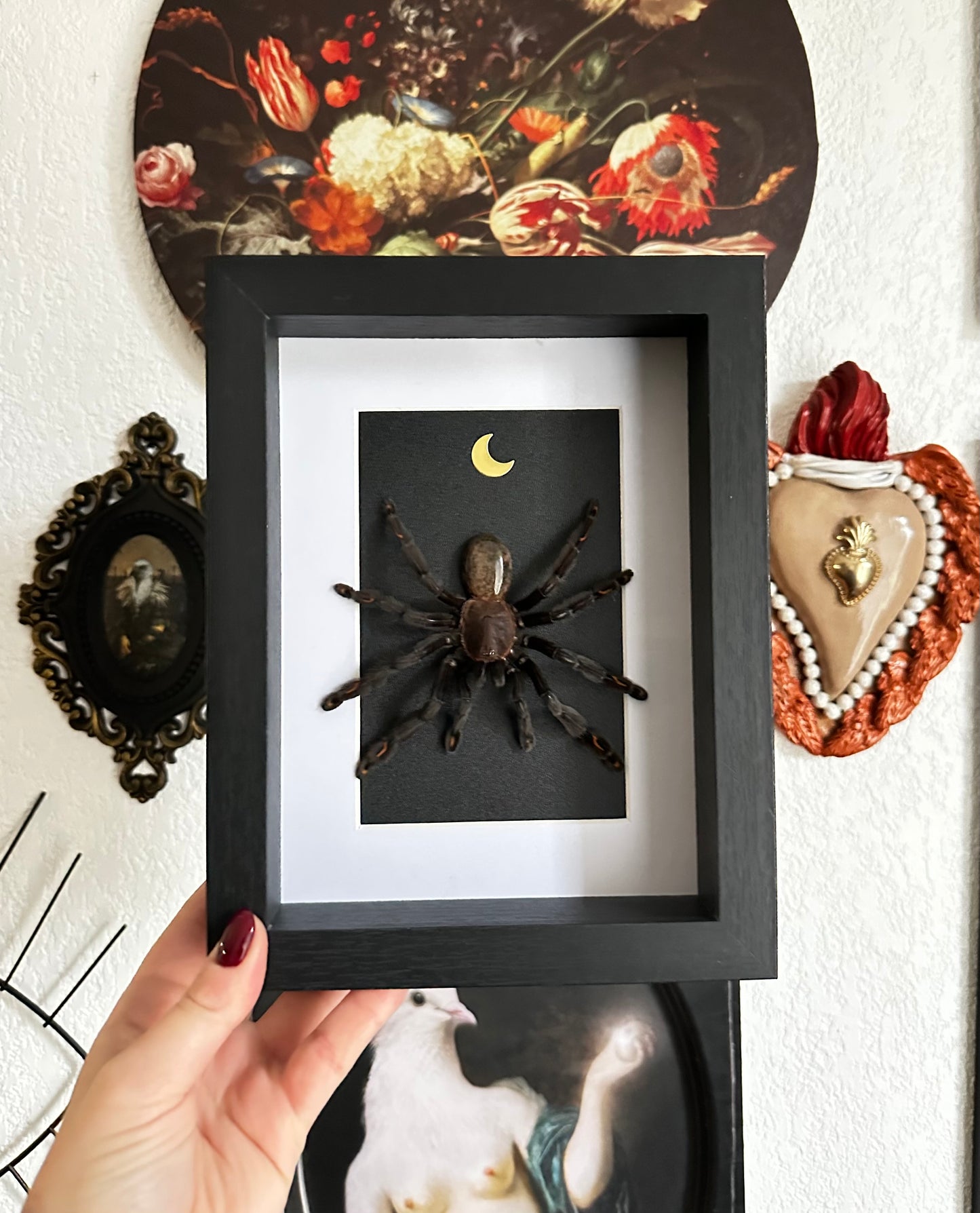 Mue de mygale Psalmopoeus irminia et pierre