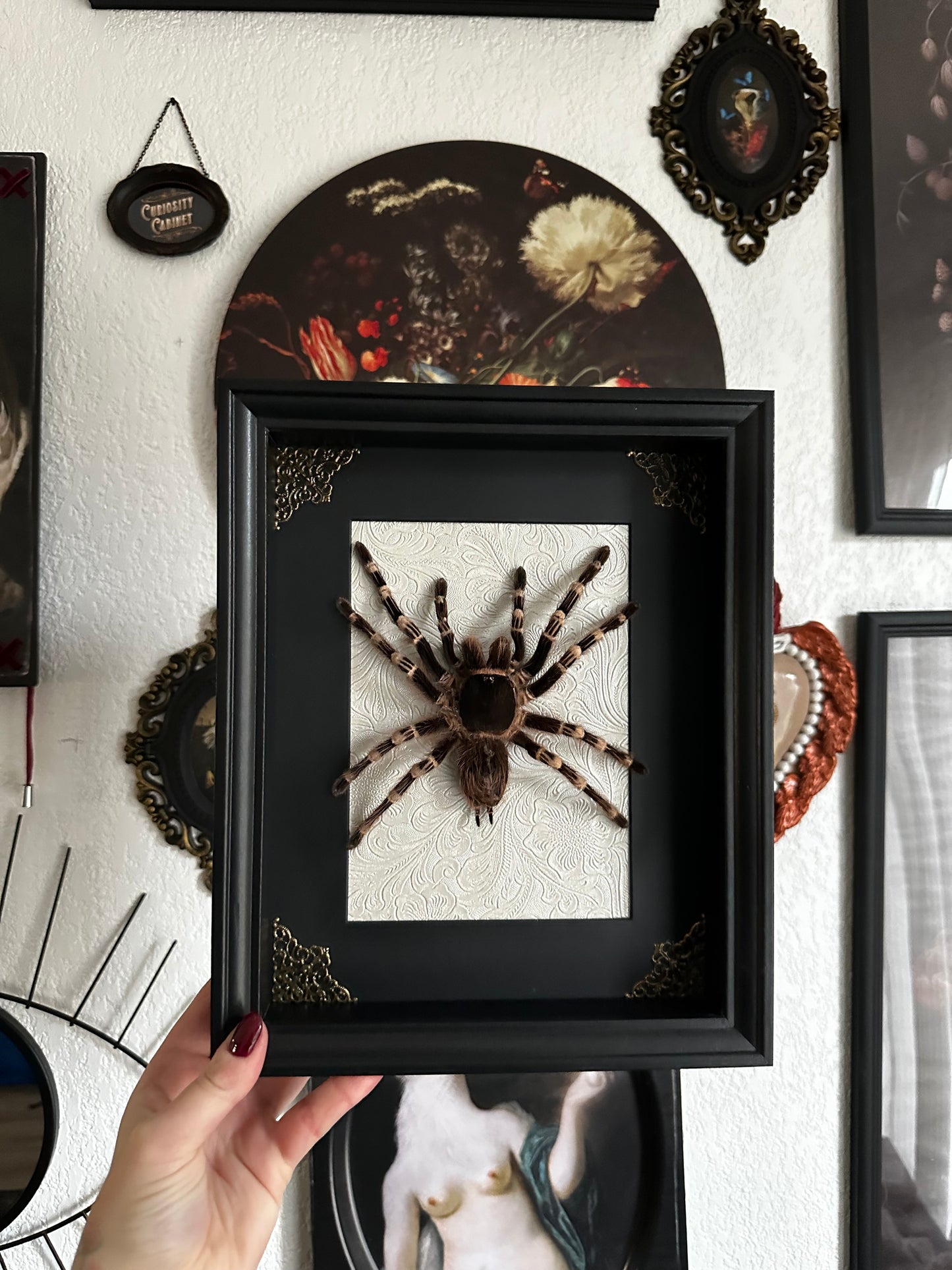 Mue de mygale à genoux blancs (Acanthoscurria geniculata)