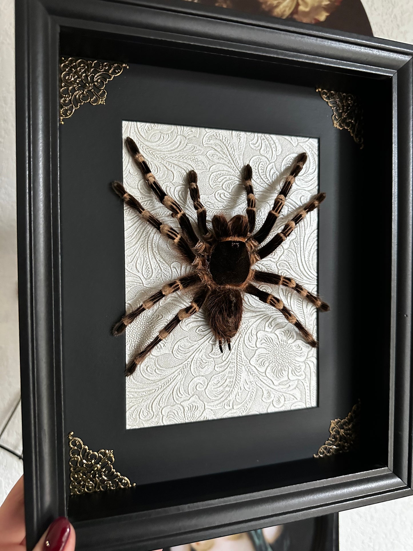 Mue de mygale à genoux blancs (Acanthoscurria geniculata)