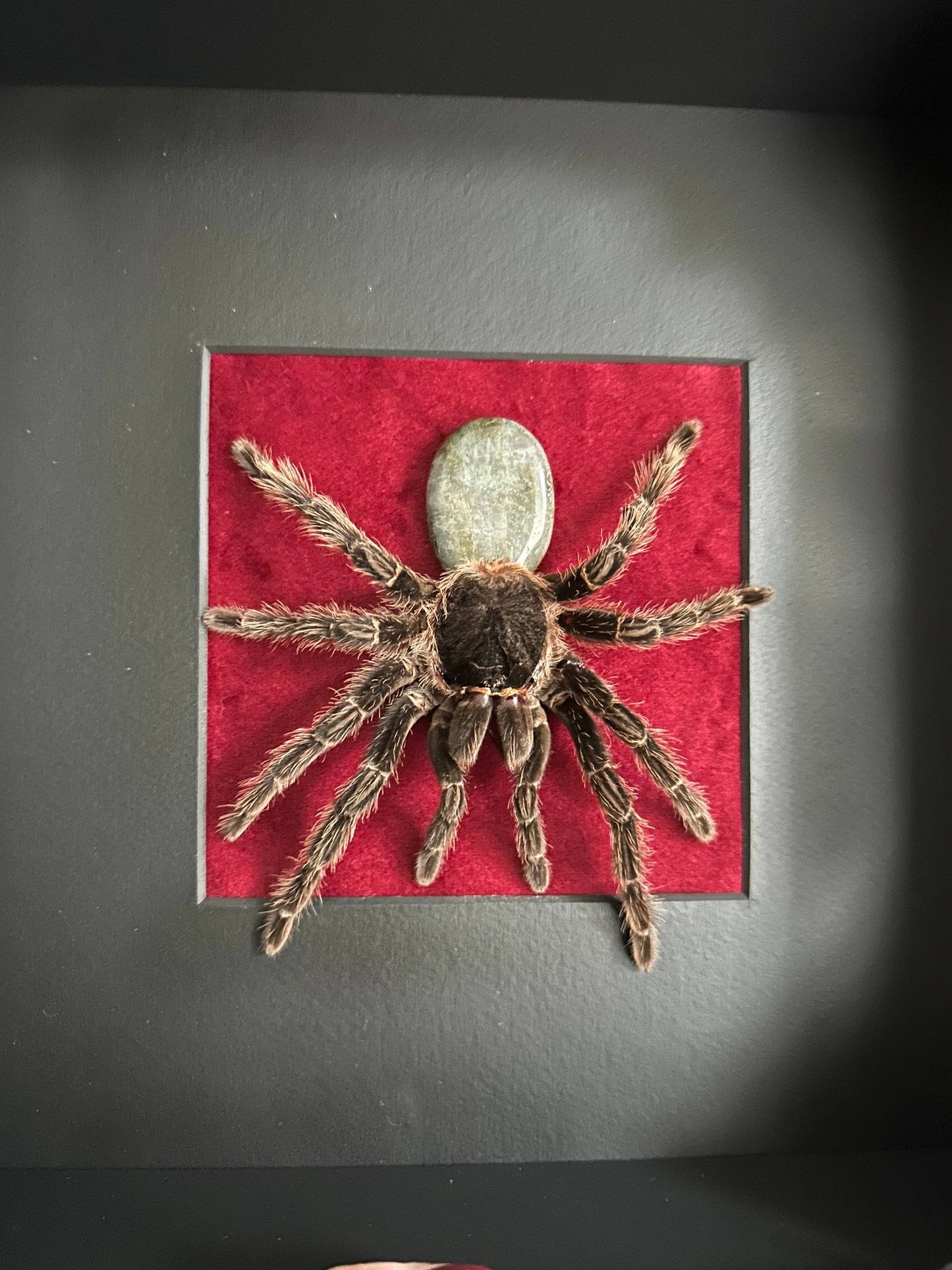 Veritable mue de mygale (Lasiodora parahybana)