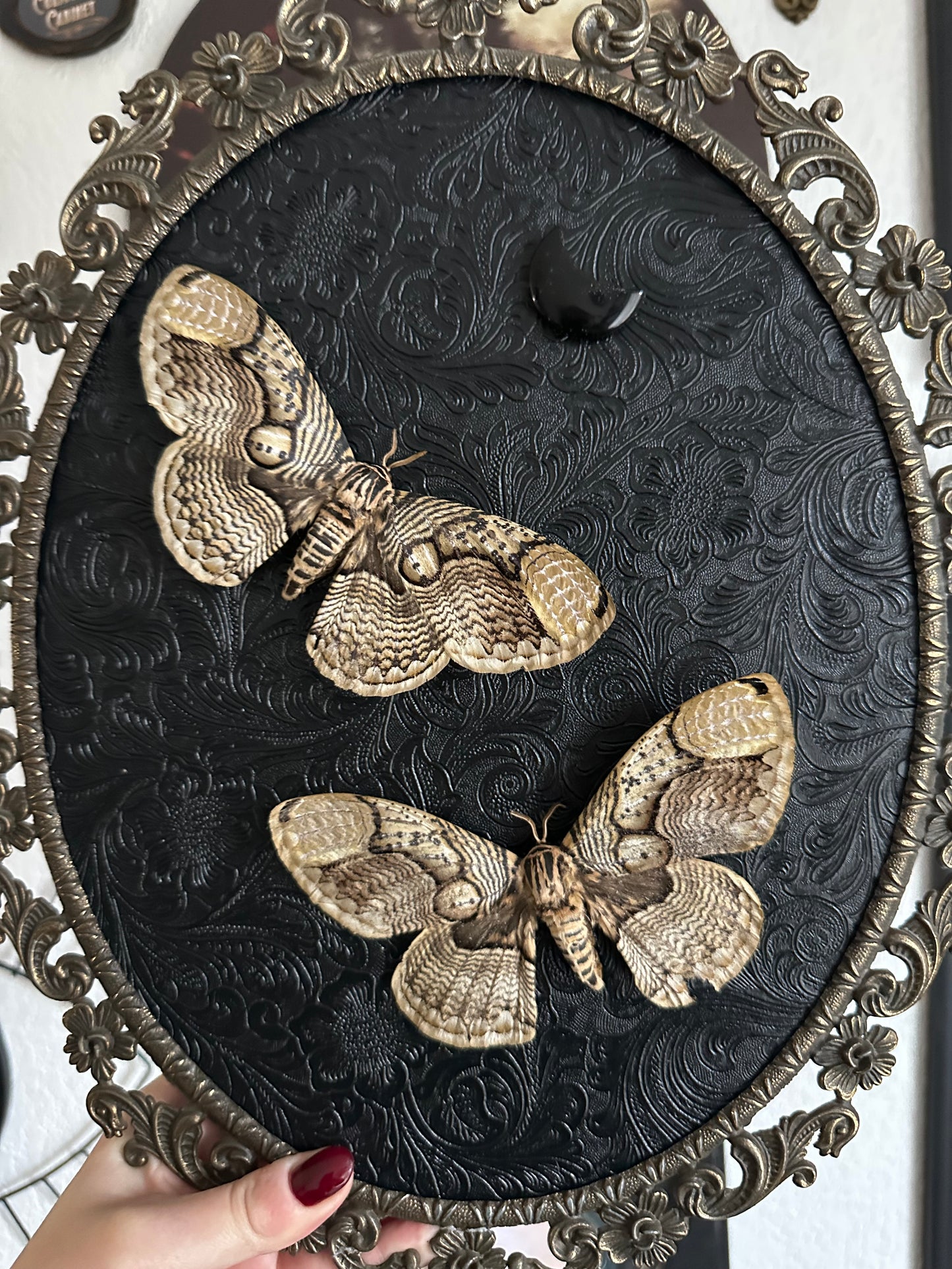 ! Abimé ! Duo de papillons de nuit Brahmaea