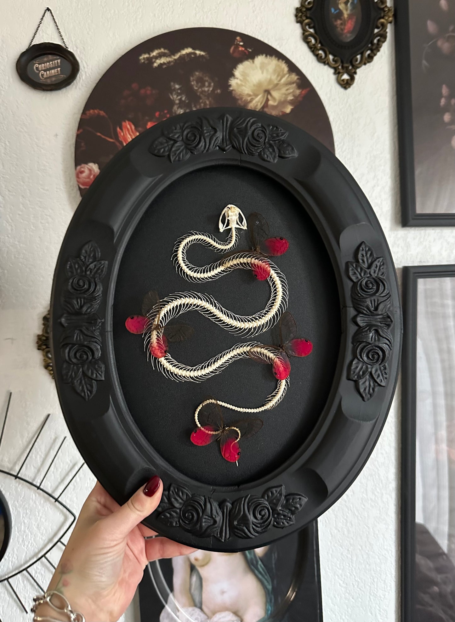Grande composition squelette de serpent et papillons rose Cithaerias aurorina