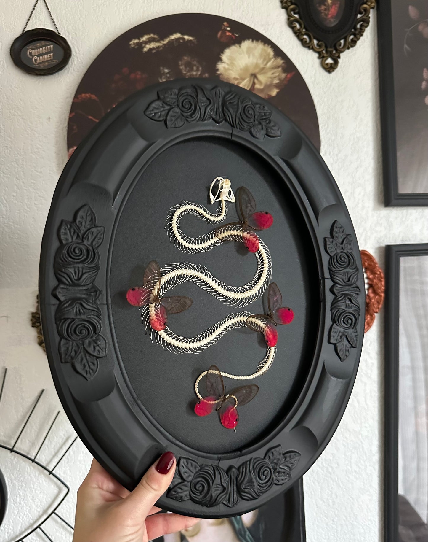 Grande composition squelette de serpent et papillons rose Cithaerias aurorina