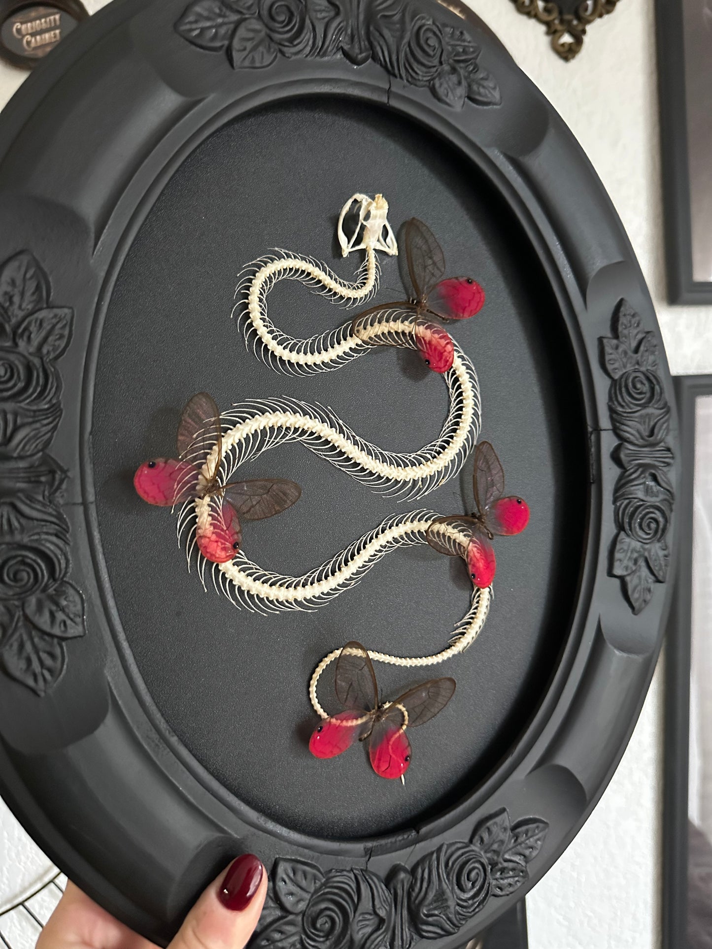 Grande composition squelette de serpent et papillons rose Cithaerias aurorina