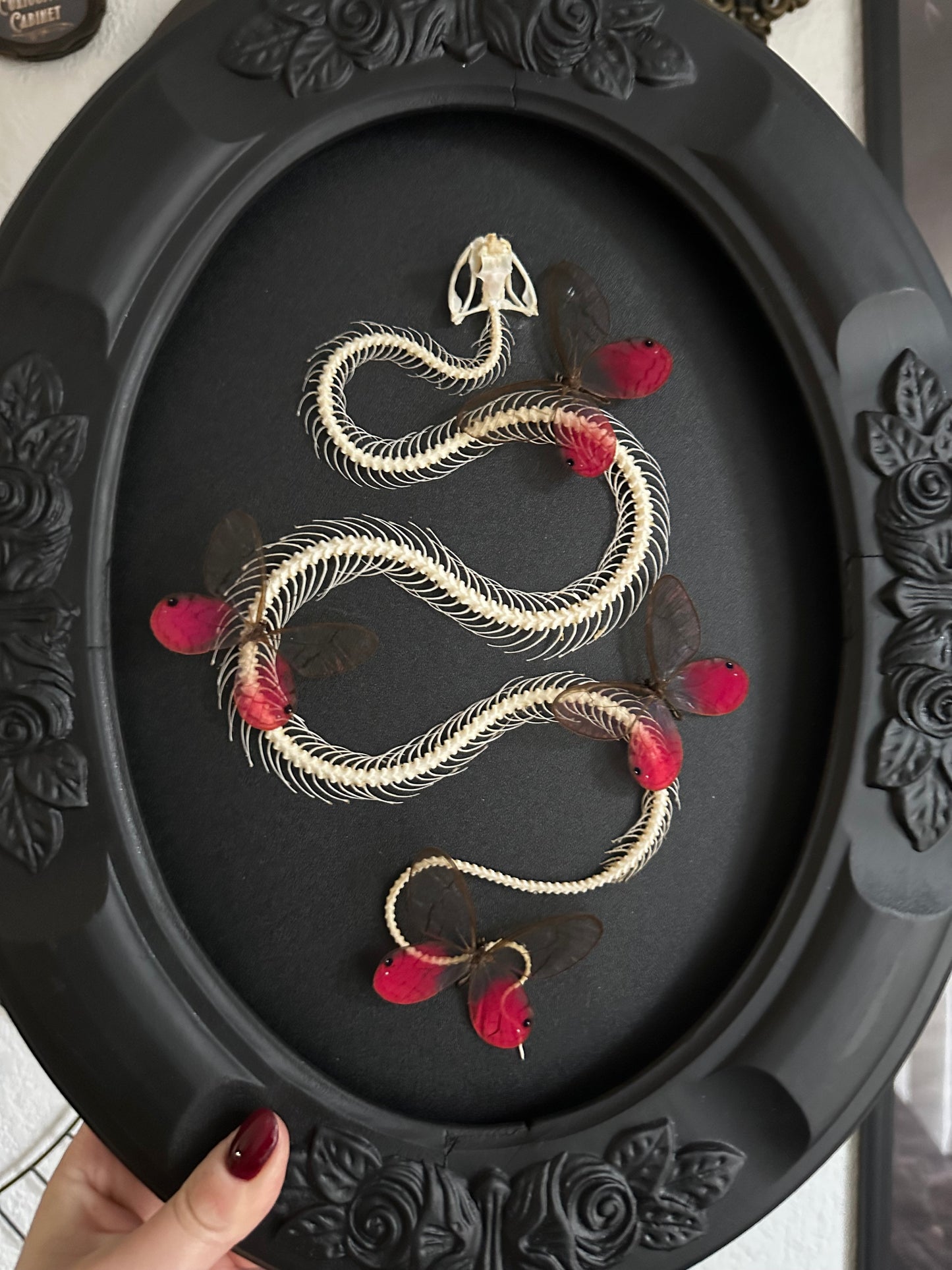 Grande composition squelette de serpent et papillons rose Cithaerias aurorina