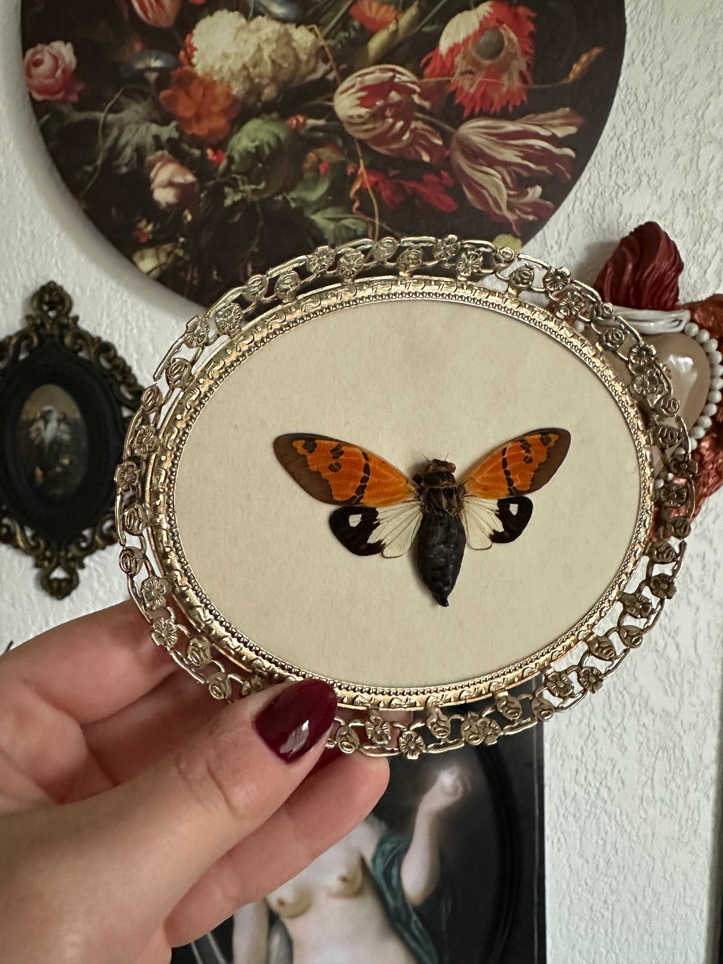 Orange cicada (Glanea festiva)