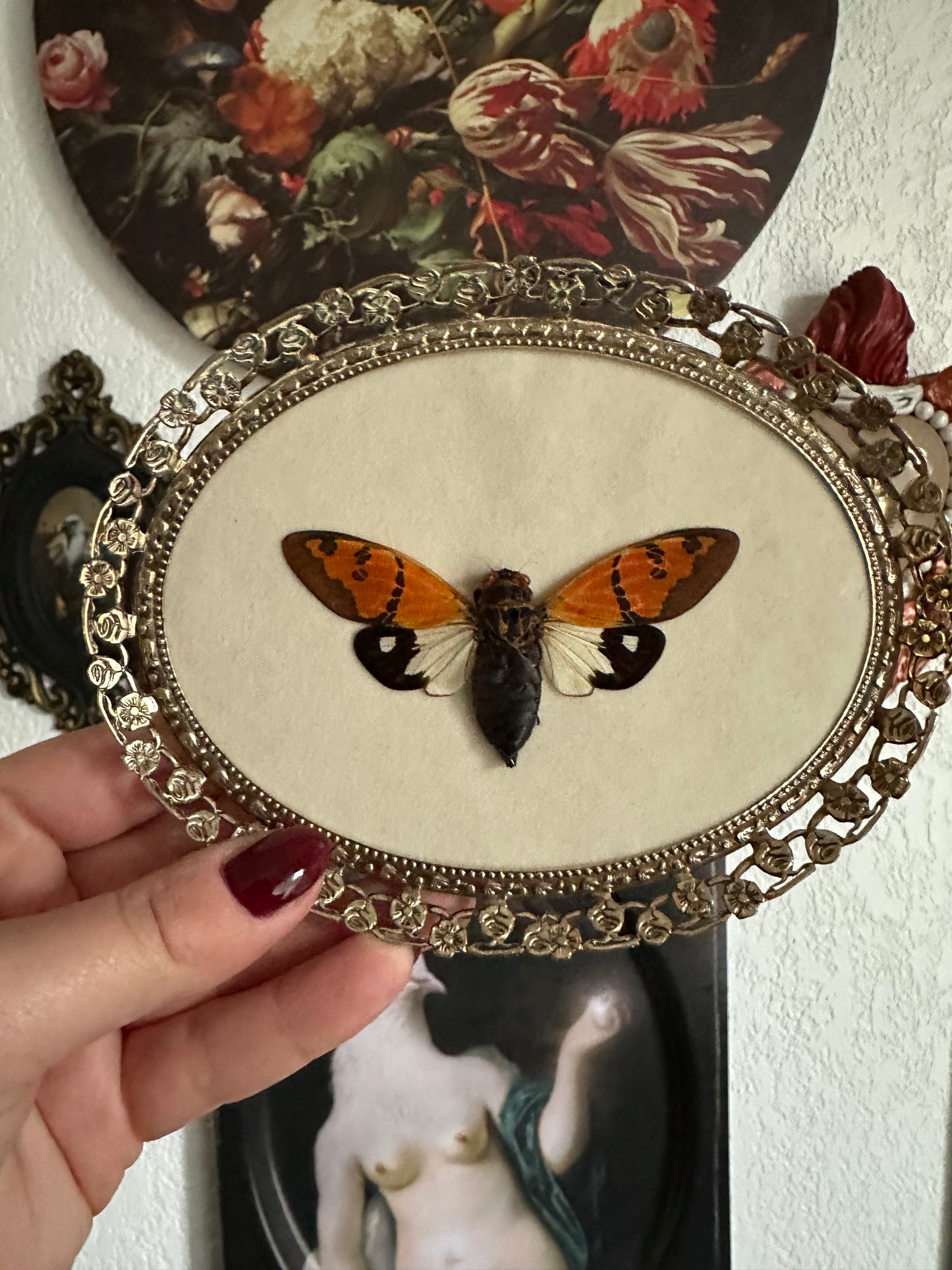 Orange cicada (Glanea festiva)