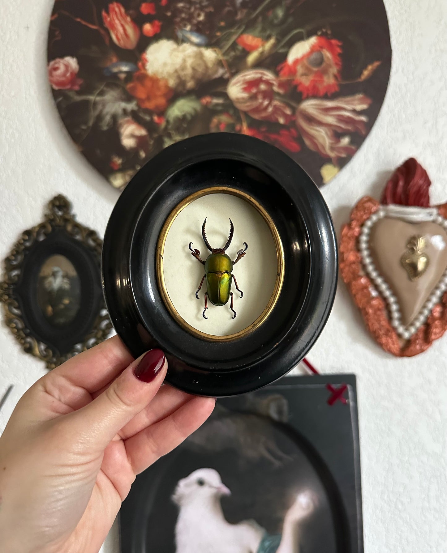 Small beetle (Lamprima adolphinae)
