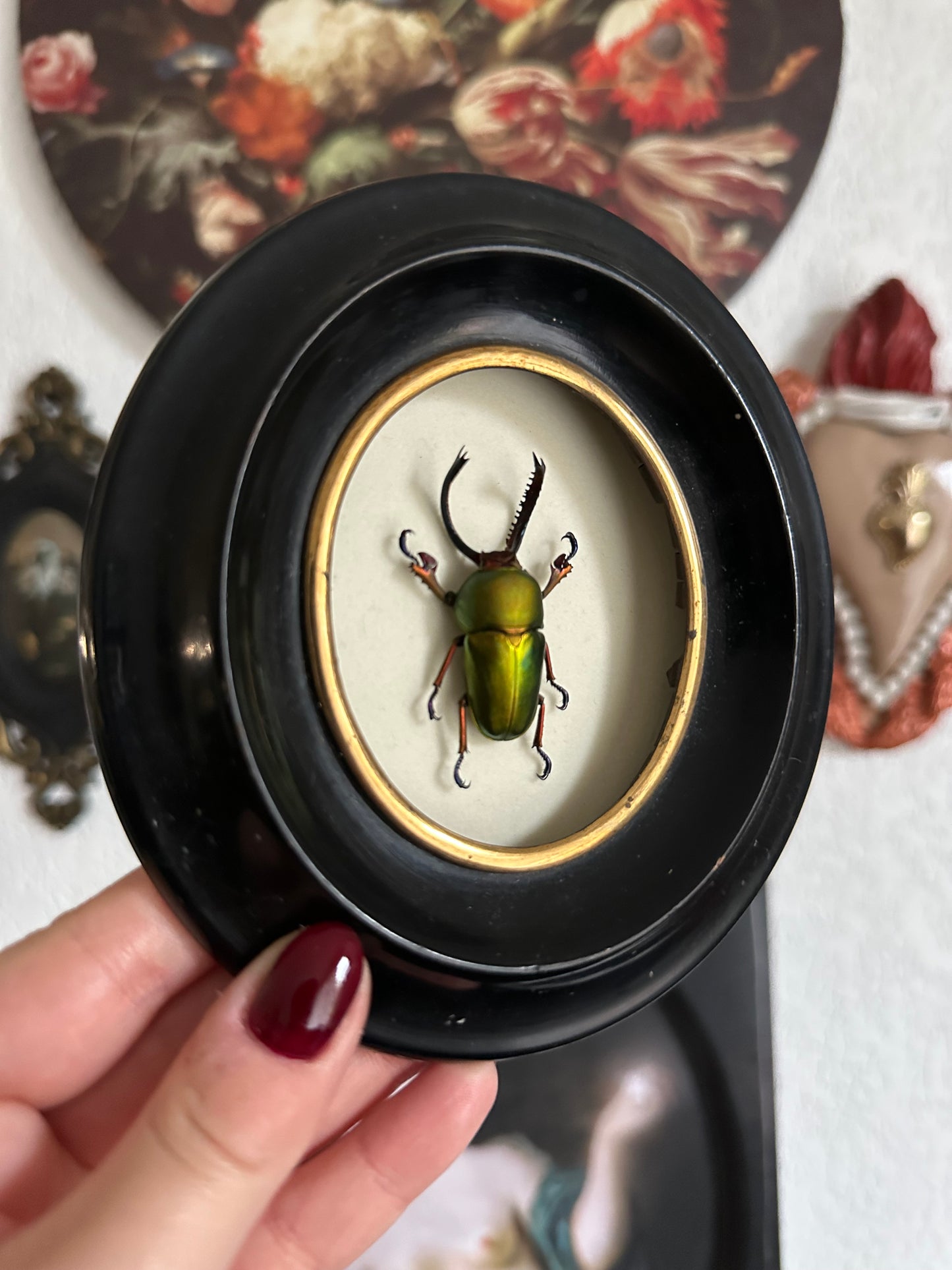 Small beetle (Lamprima adolphinae)