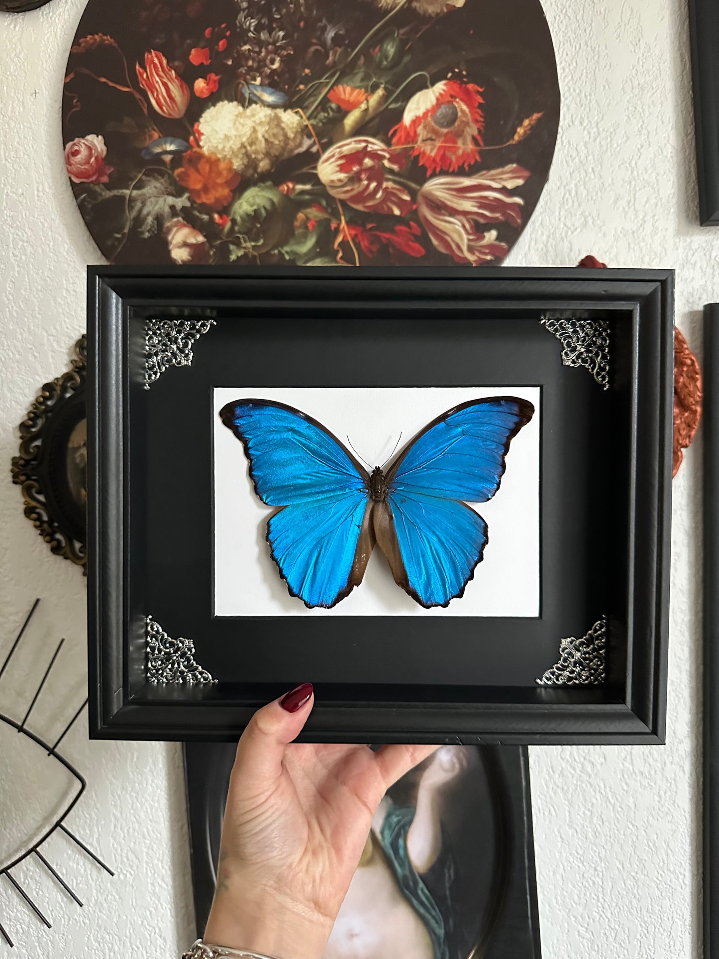 Morpho Didius du Perou