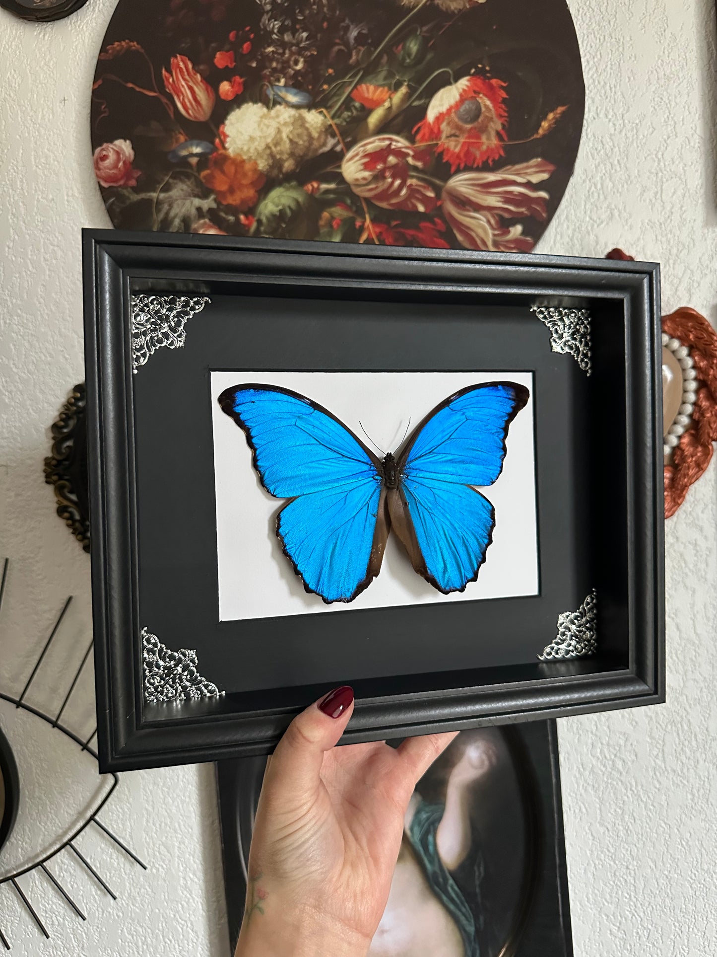 Morpho Didius du Perou