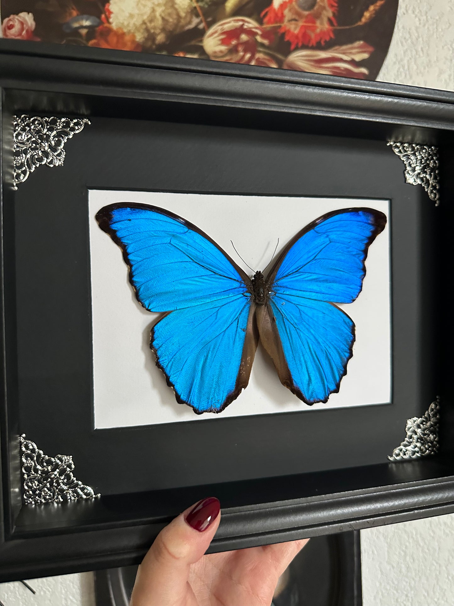 Morpho Didius du Perou