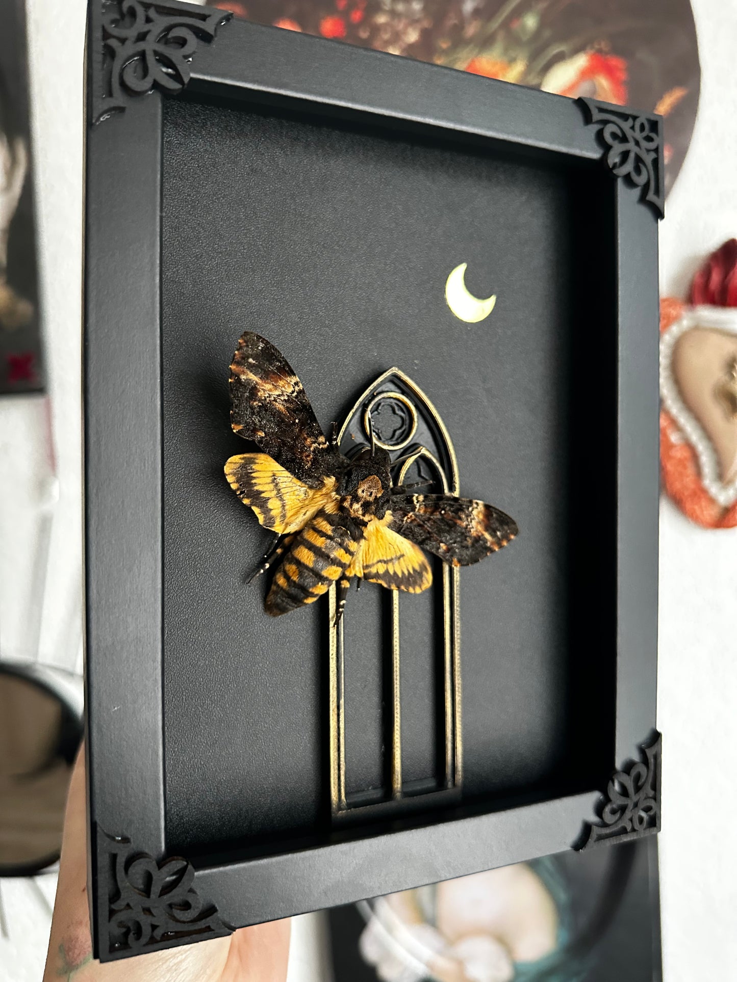 Papillon sphinx "tête de mort" (Acherontia atropos) - Gothique collection