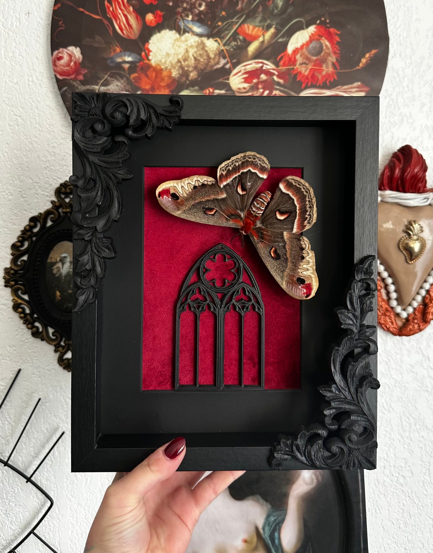 Saturnia cecropia (Hyalophora cecropia) - Gothic collection