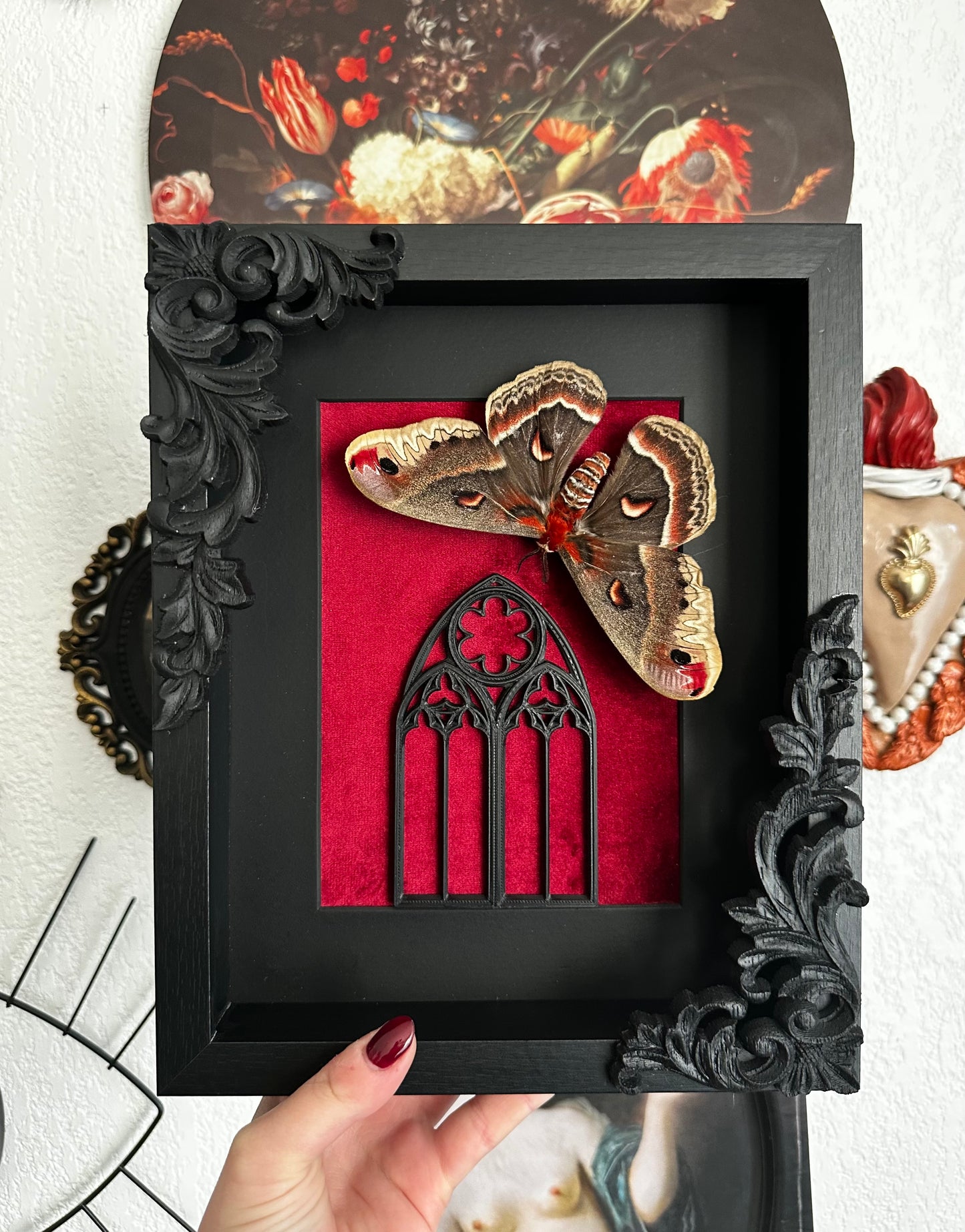 Saturnia cecropia (Hyalophora cecropia) - Gothic collection