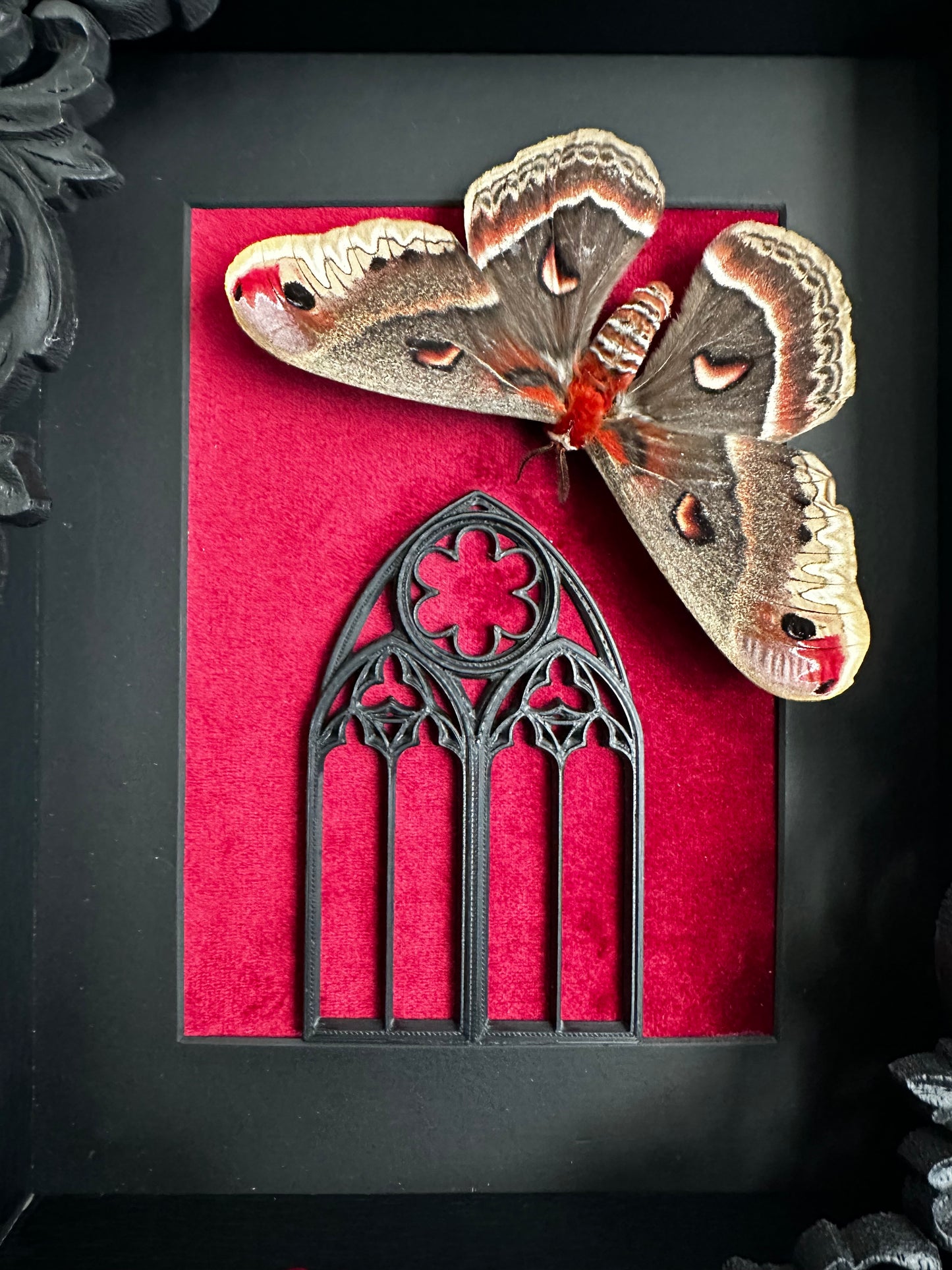 Saturnia cecropia (Hyalophora cecropia) - Gothic collection