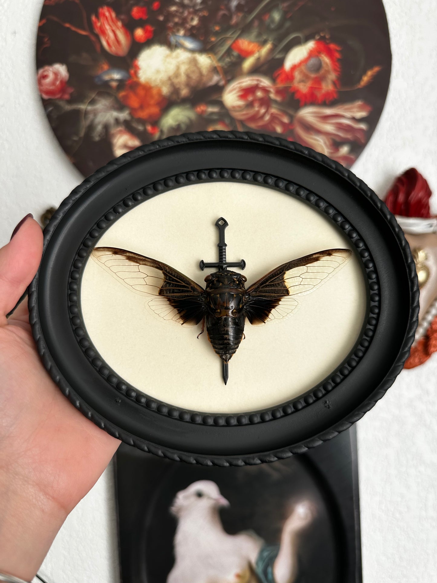 Cigale "chauve souris" (Cryptotympana aquila)