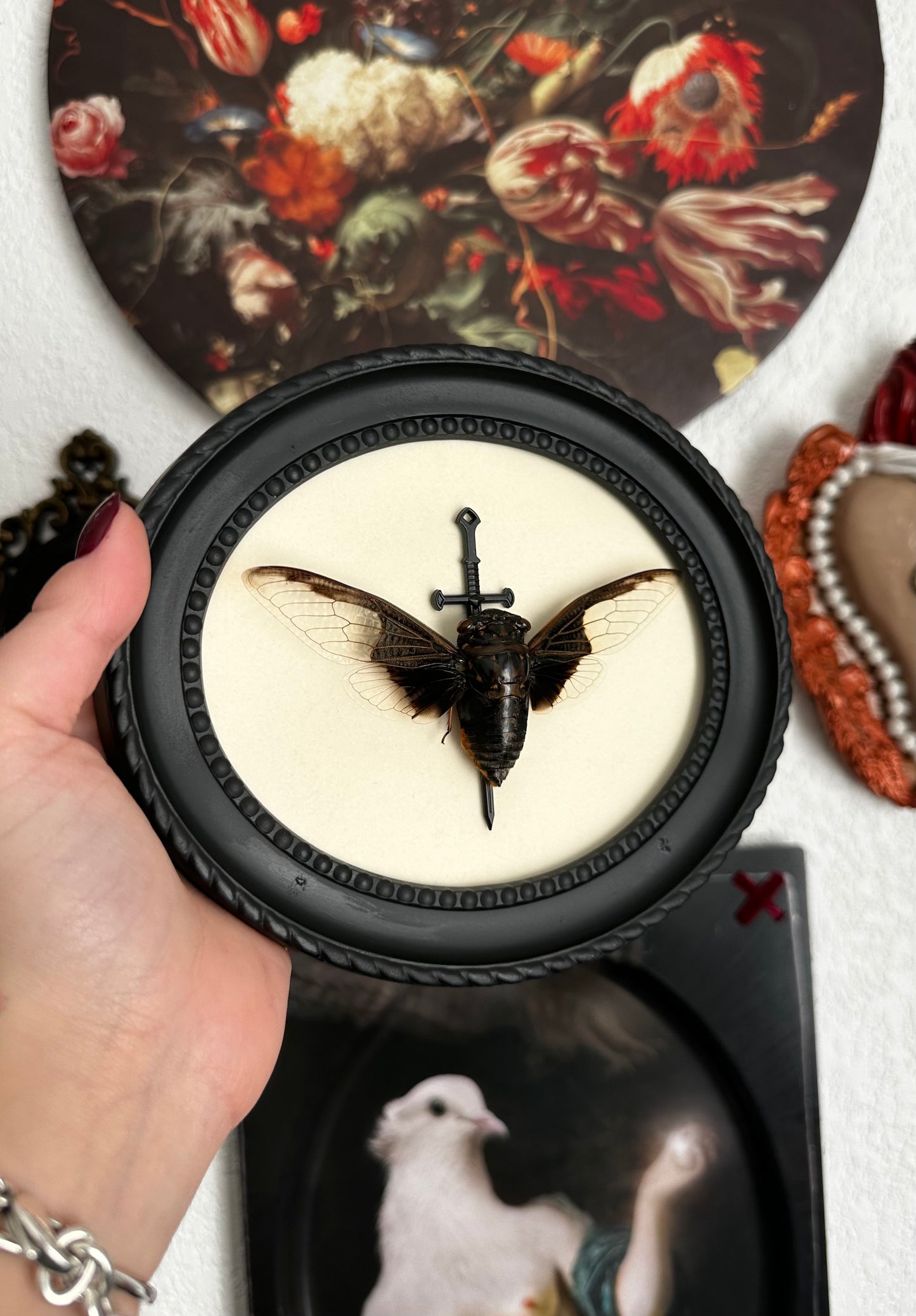 Cigale "chauve souris" (Cryptotympana aquila)
