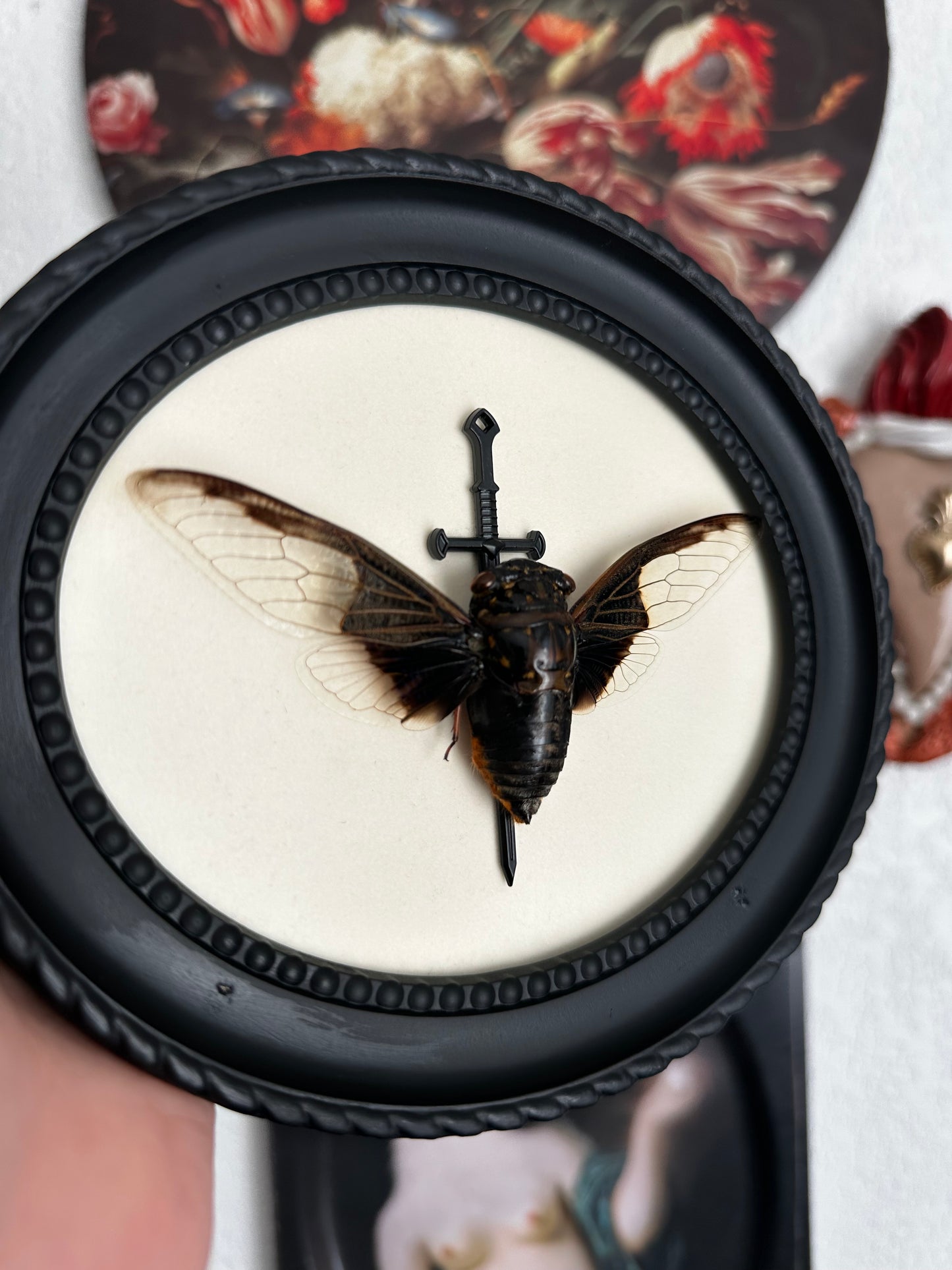 Cigale "chauve souris" (Cryptotympana aquila)