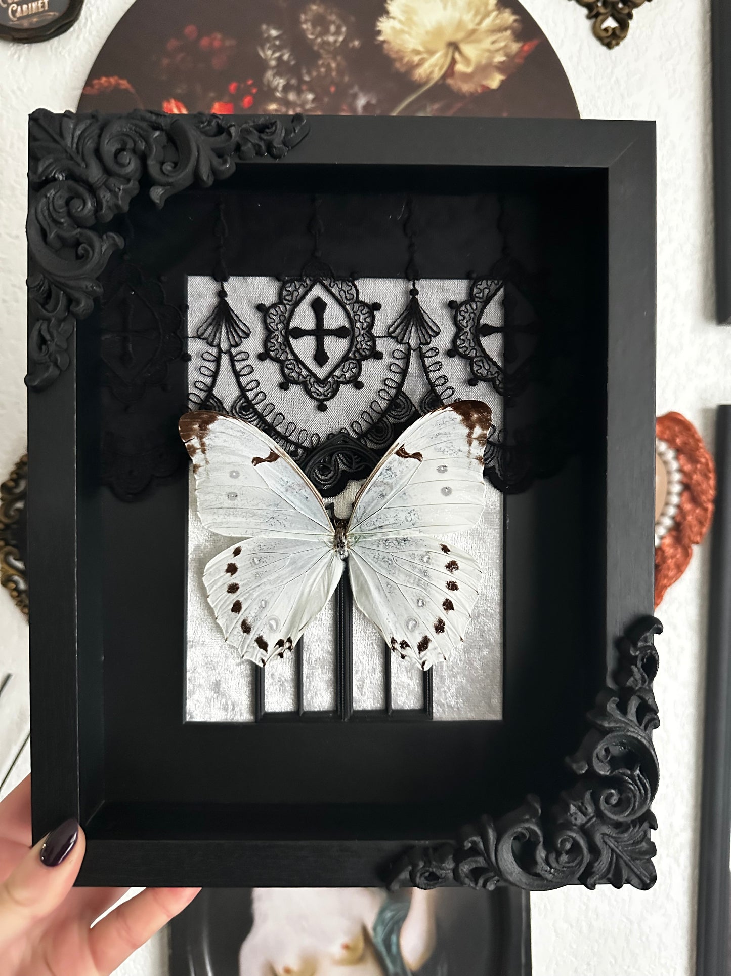 Duo of striped cetonias (Dicronorrhina derbyana layardi) - Gothic collection