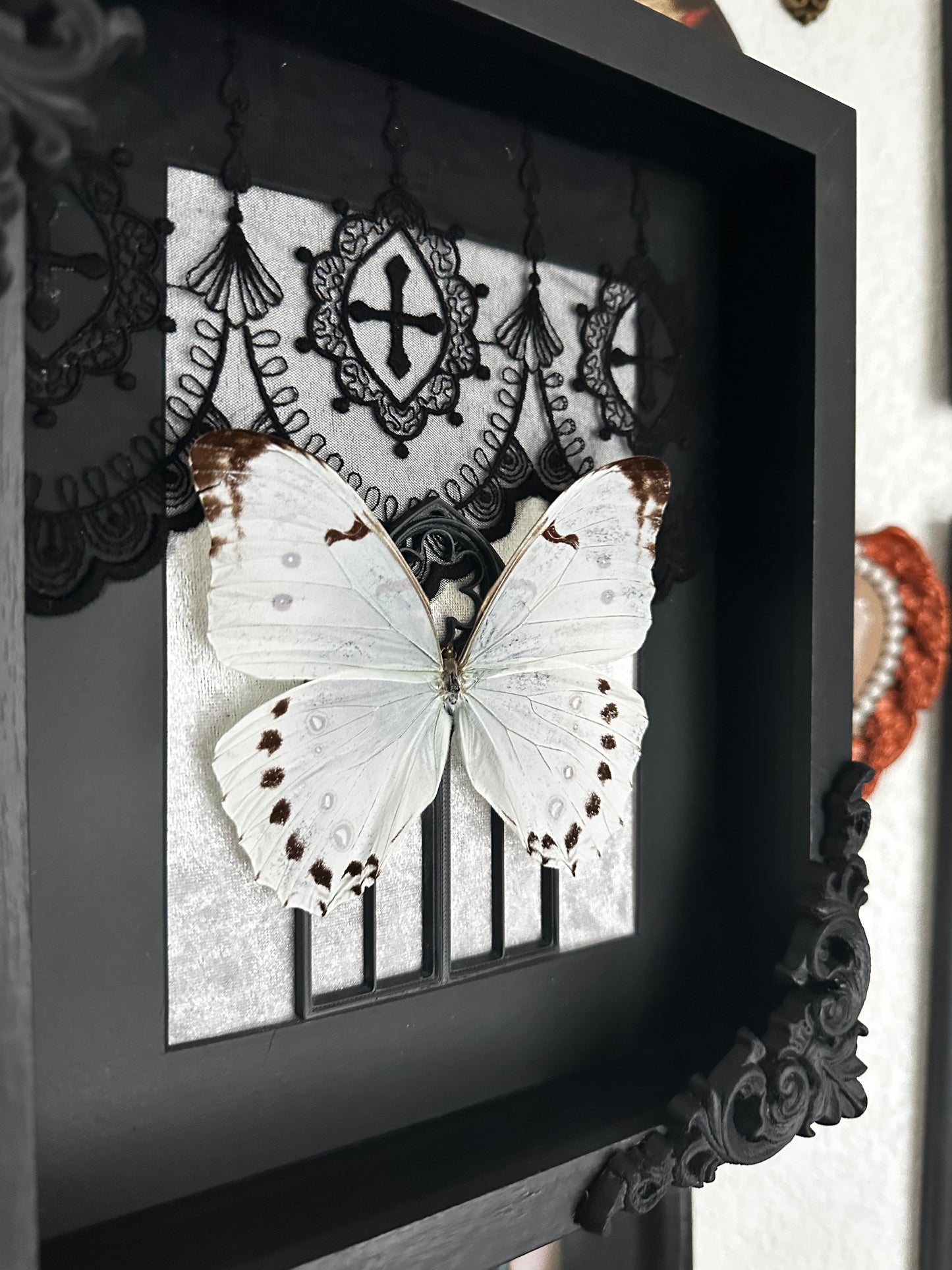 Duo of striped cetonias (Dicronorrhina derbyana layardi) - Gothic collection