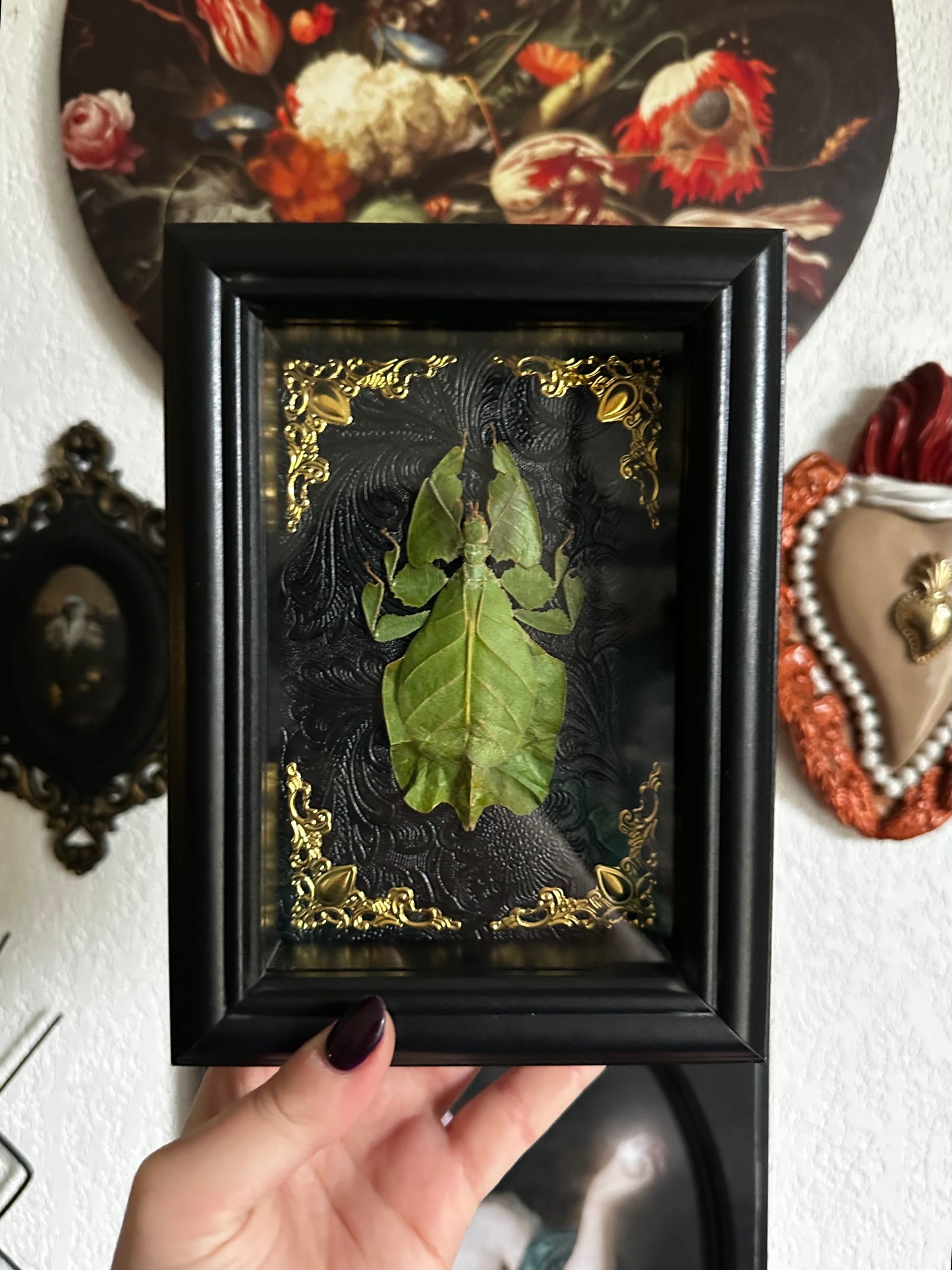 Phasme feuille (Cryptophyllium oyae)