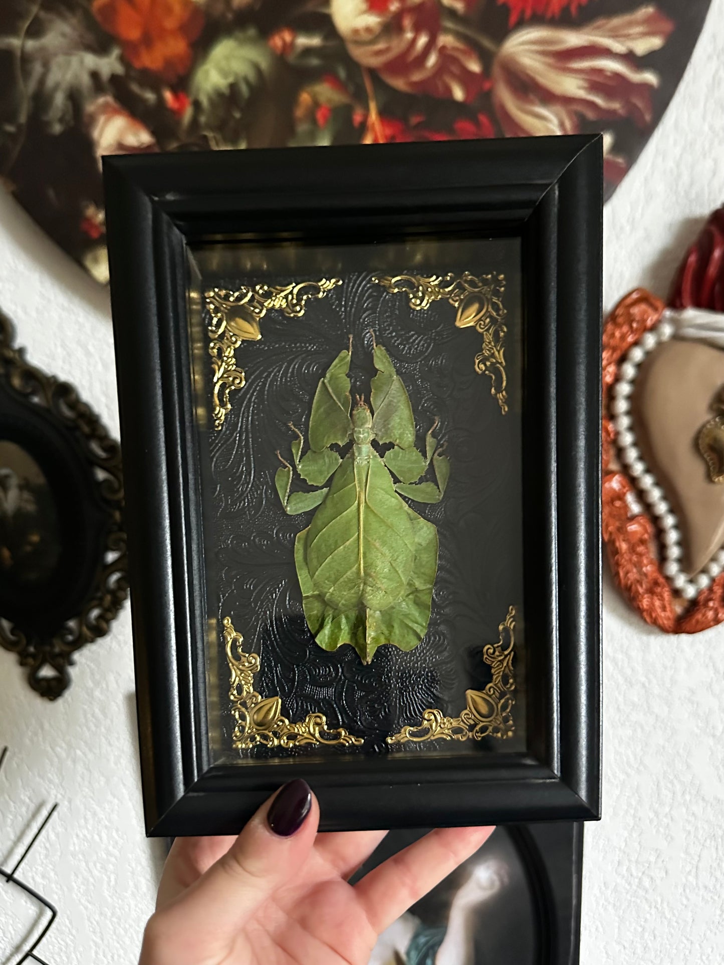 Phasme feuille (Cryptophyllium oyae)