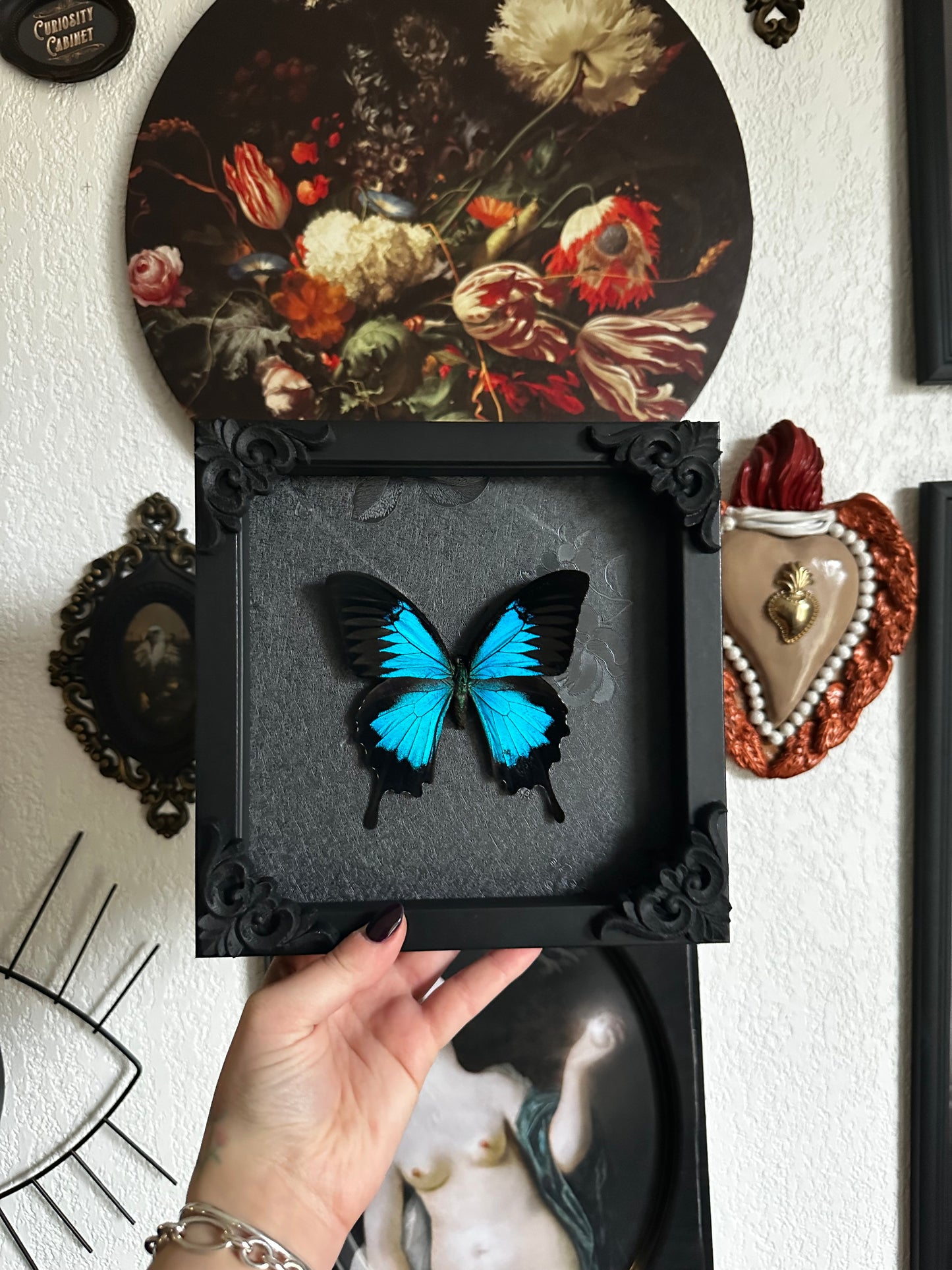 Papillon bleu (Papilio ulysses ulysses)