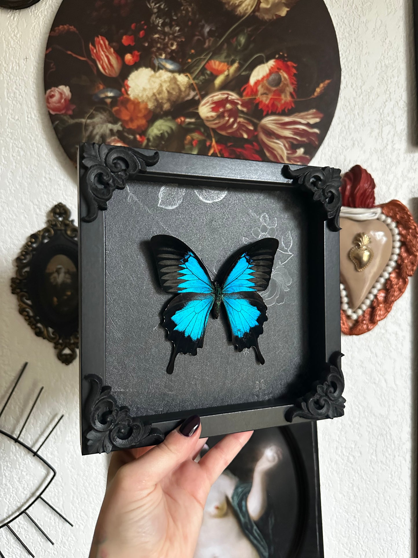 Papillon bleu (Papilio ulysses ulysses)