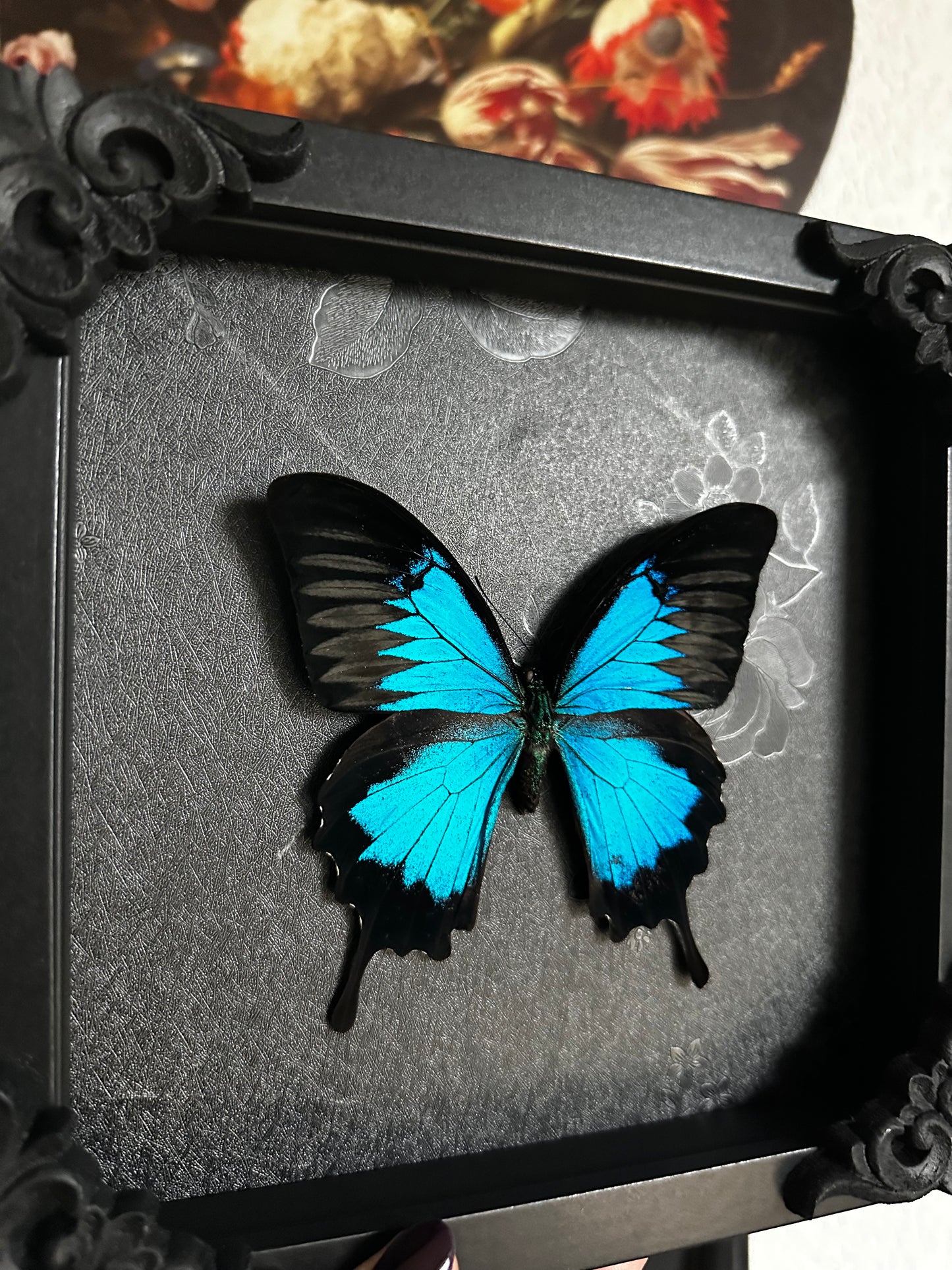 Papillon bleu (Papilio ulysses ulysses)