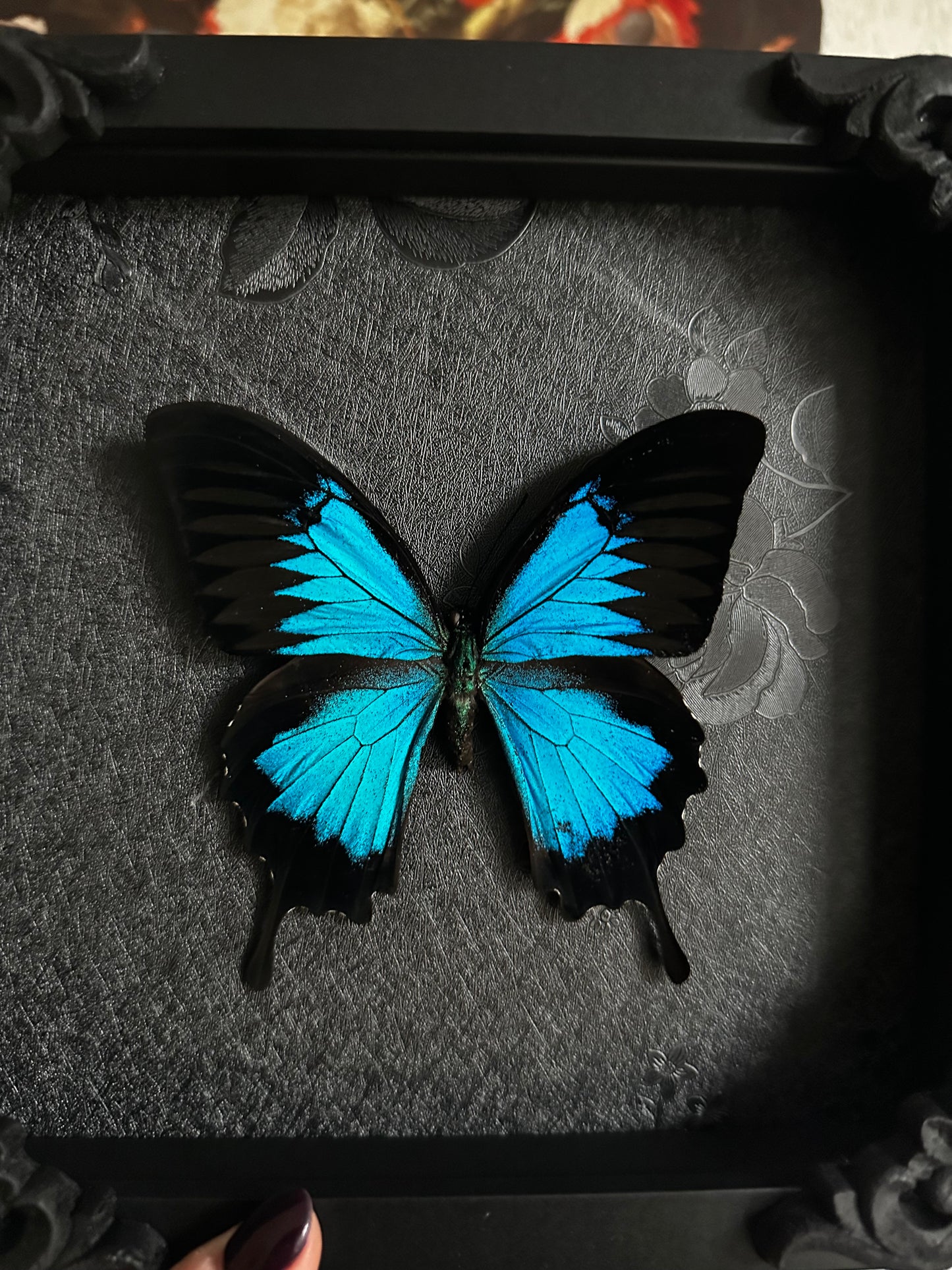 Papillon bleu (Papilio ulysses ulysses)