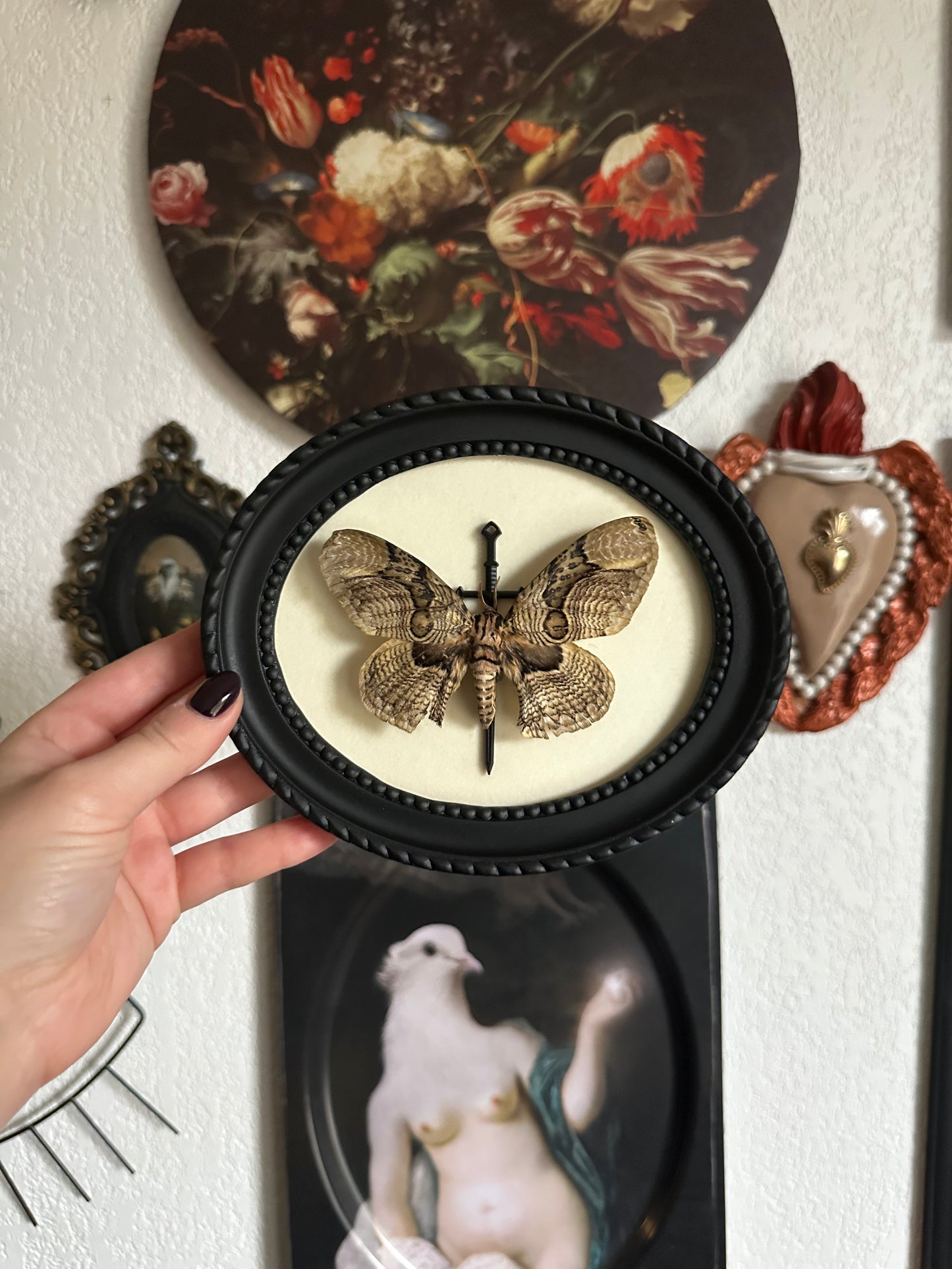Papillon de nuit (Brahmaea hearseyi) - Gothique collection