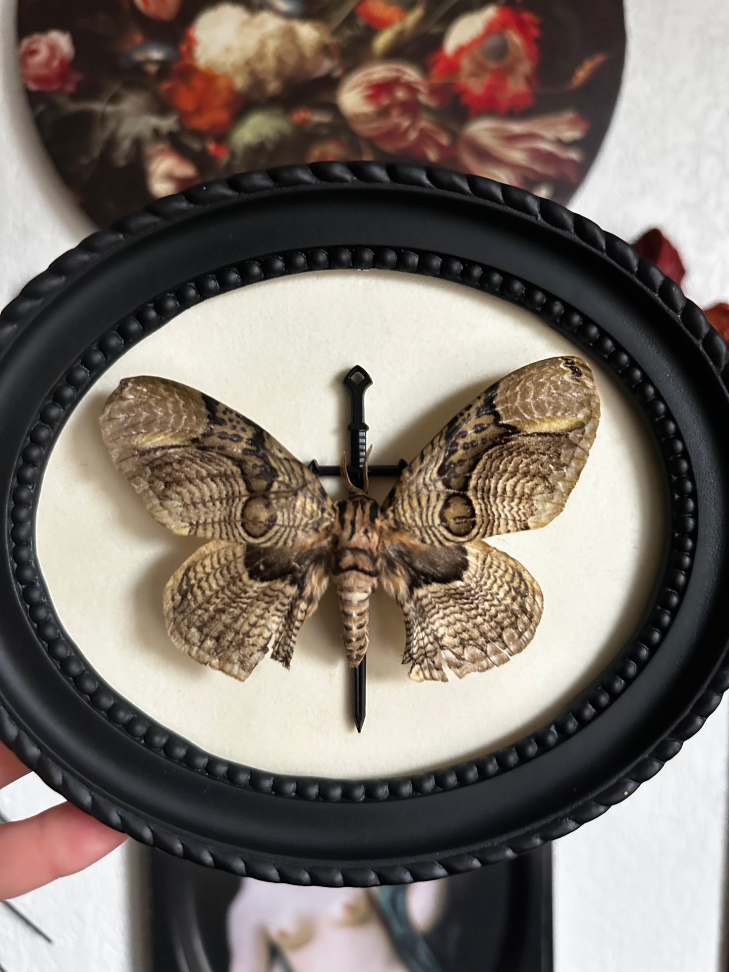 Papillon de nuit (Brahmaea hearseyi) - Gothique collection
