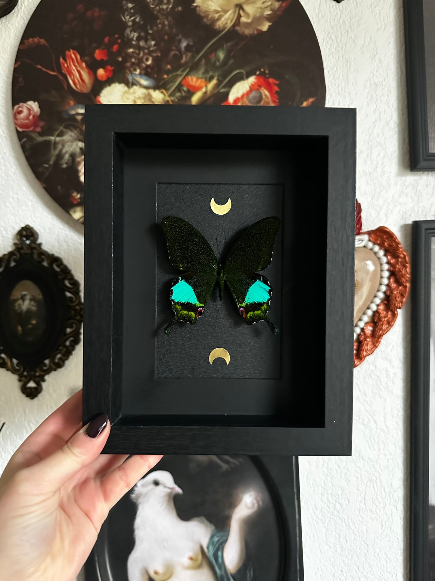 Papillon "Paon" (Papilio karna)