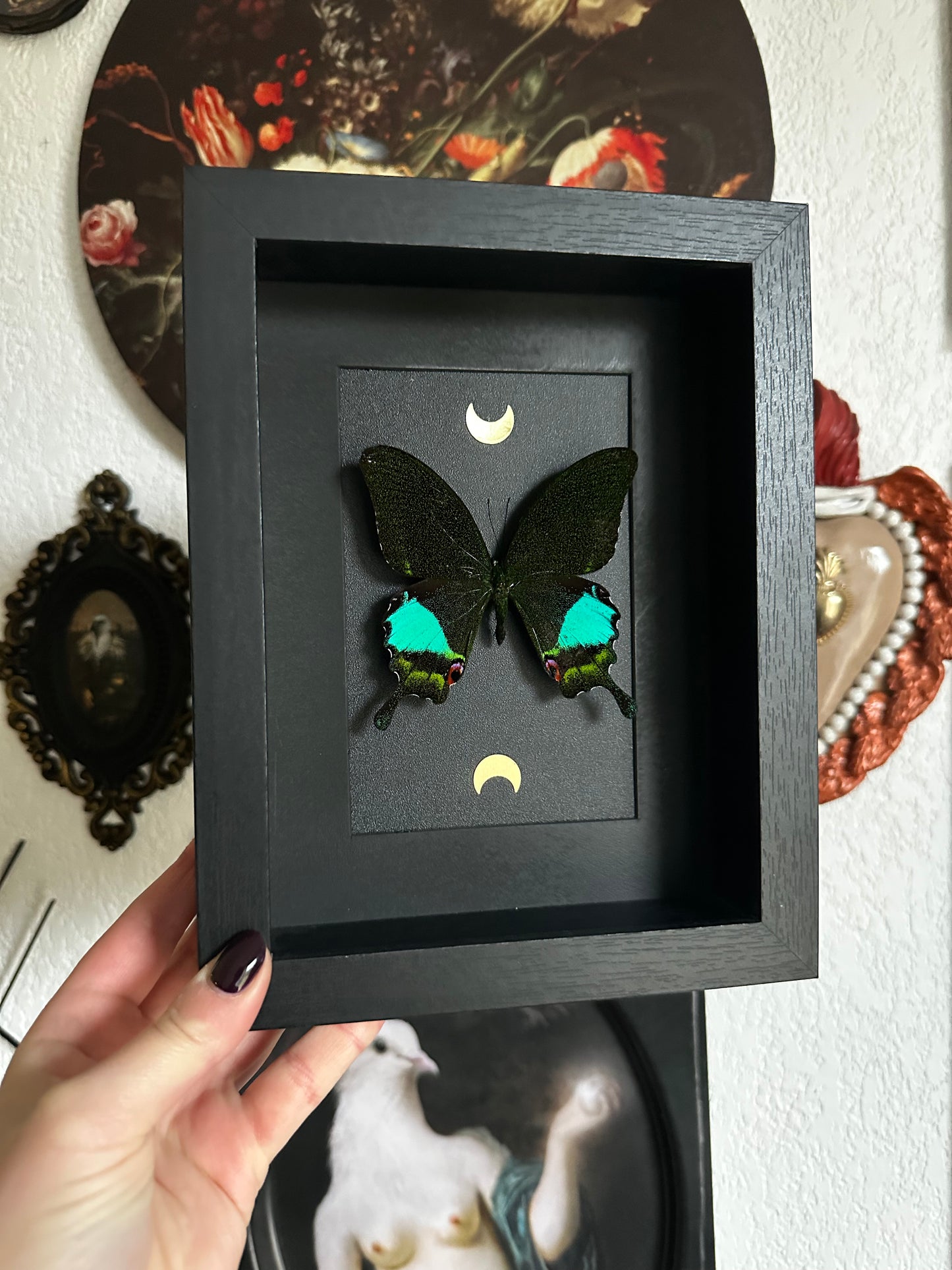 Papillon "Paon" (Papilio karna)