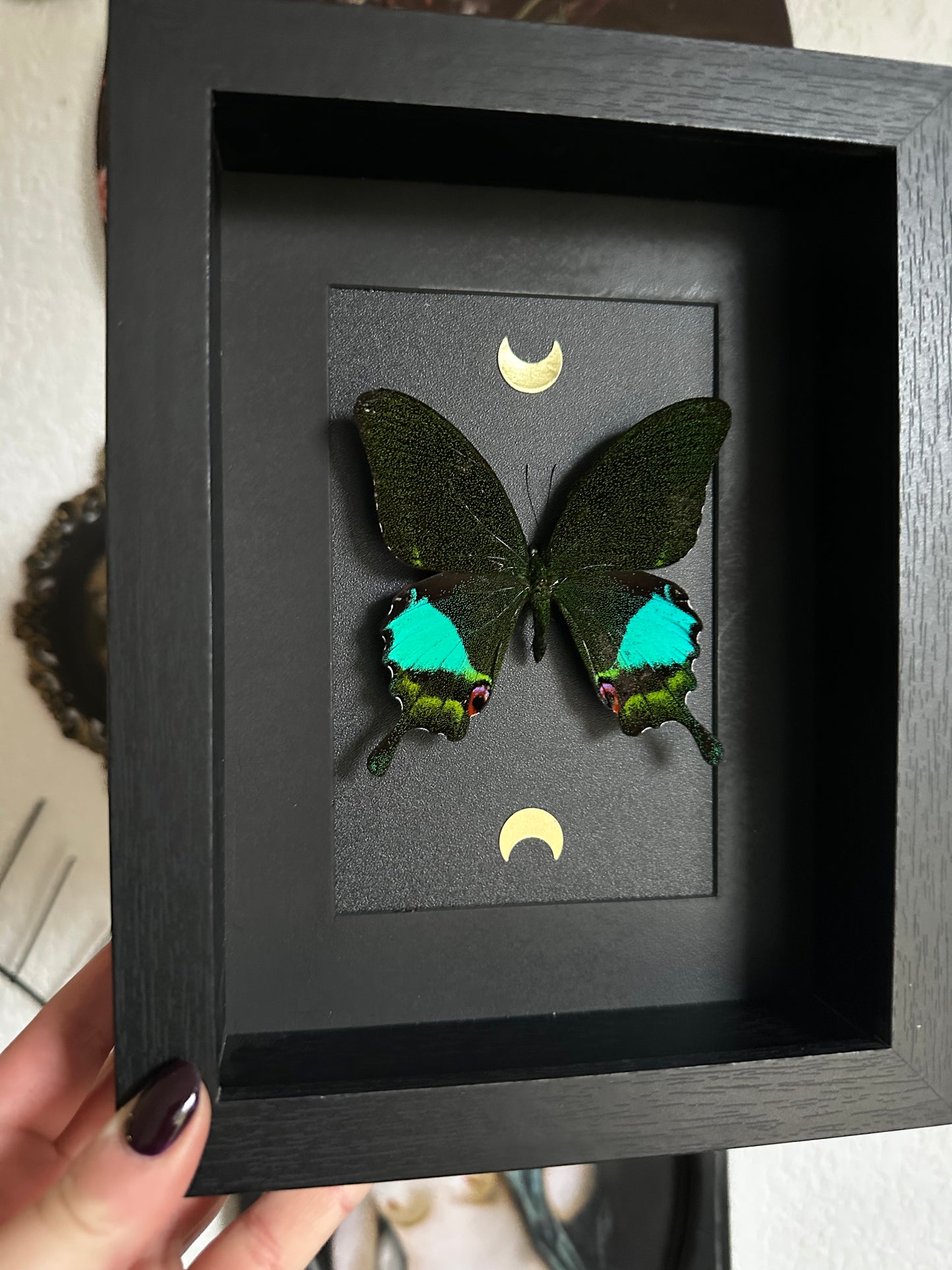 Papillon "Paon" (Papilio karna)