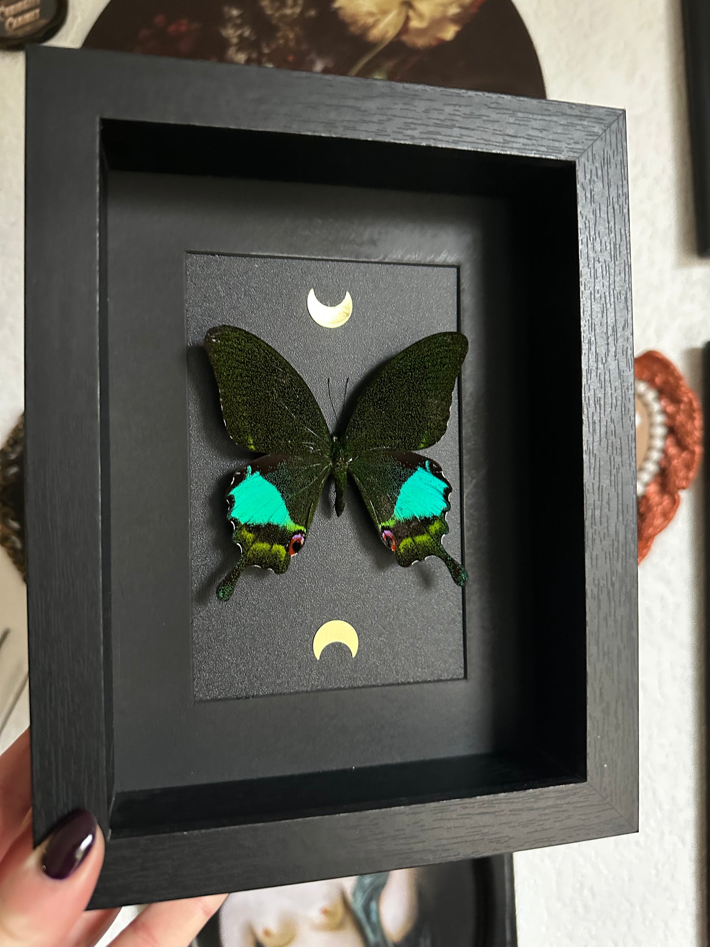 Papillon "Paon" (Papilio karna)