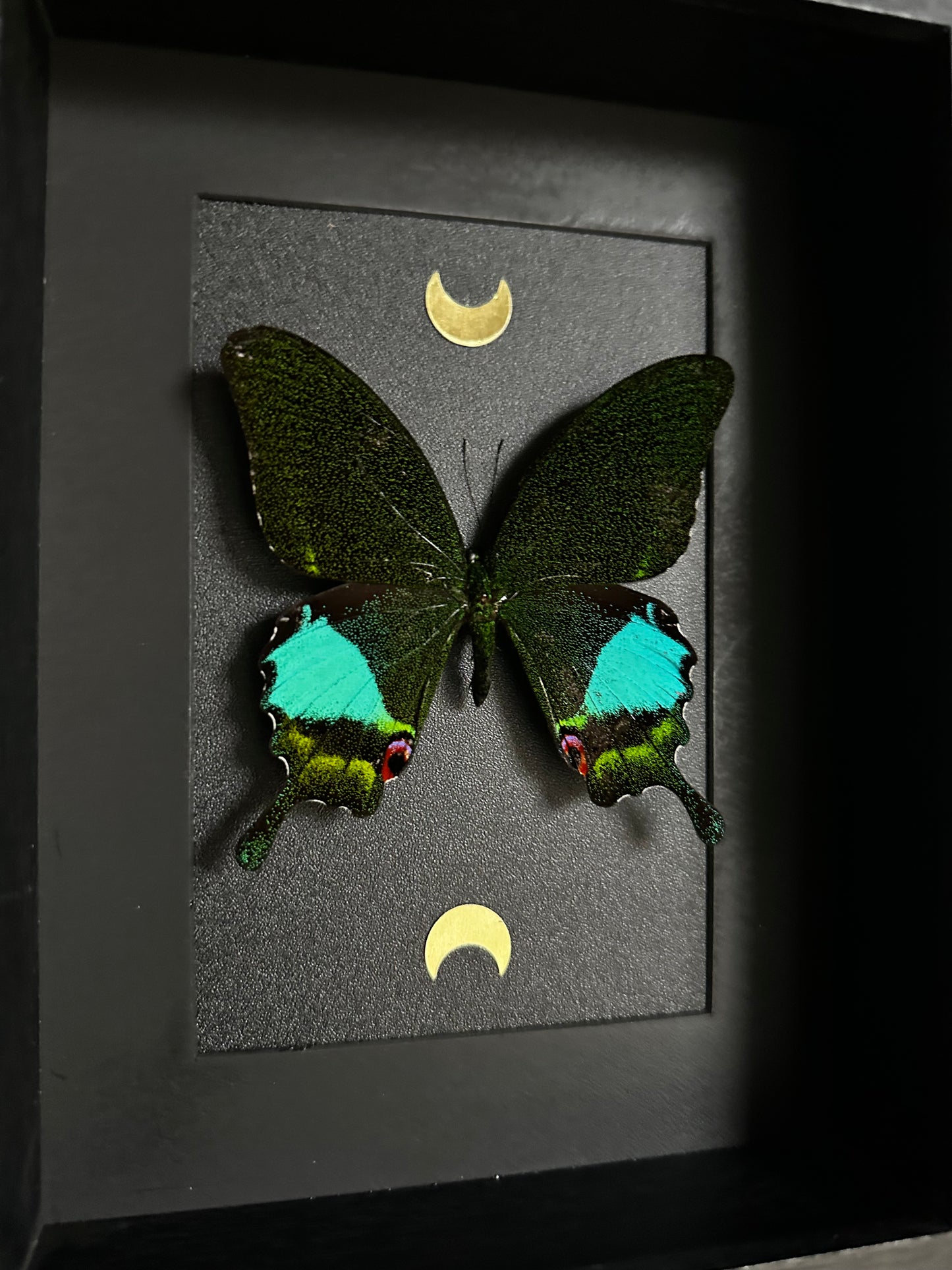 Papillon "Paon" (Papilio karna)