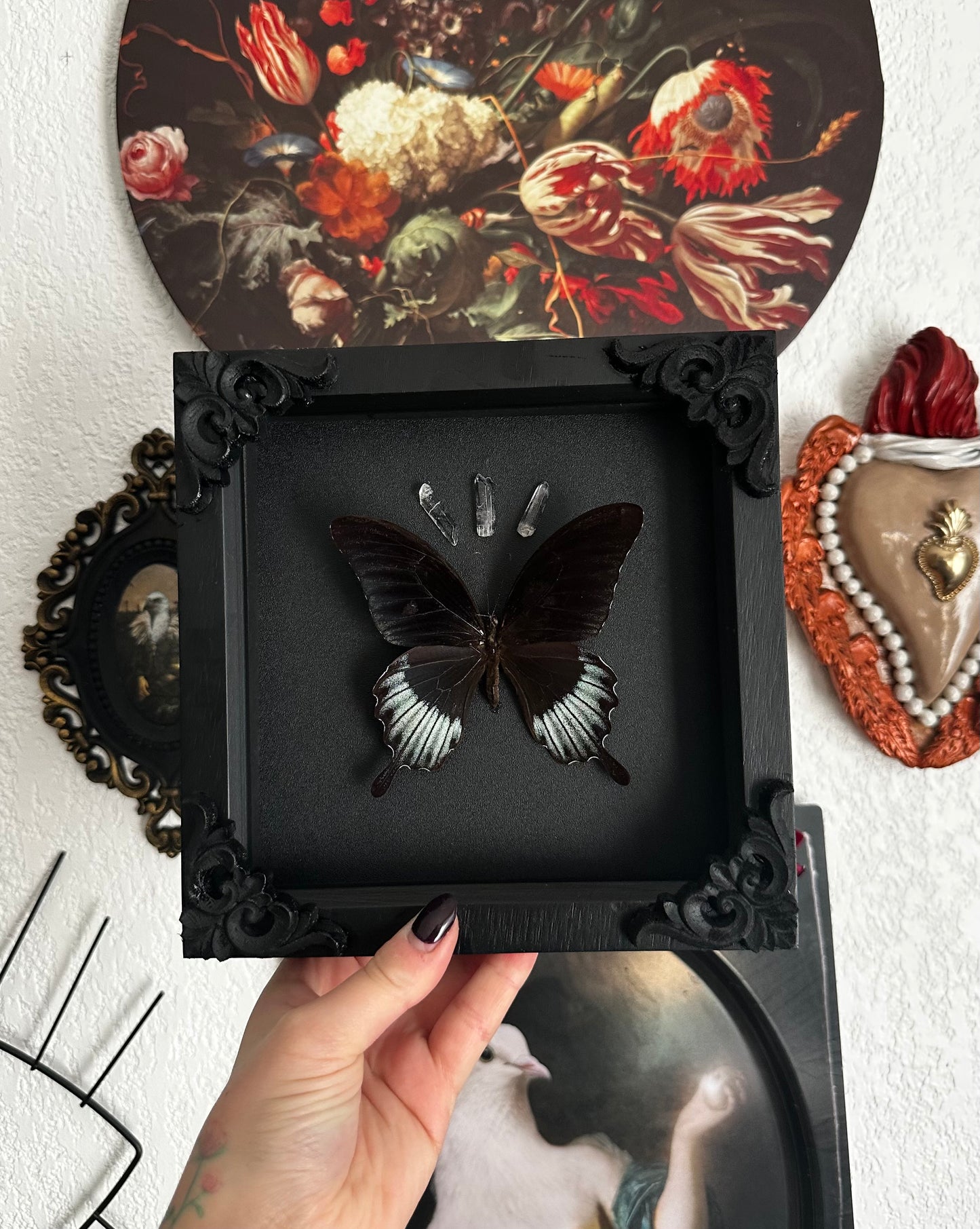 Papillon "goth" (Papilio lowii)