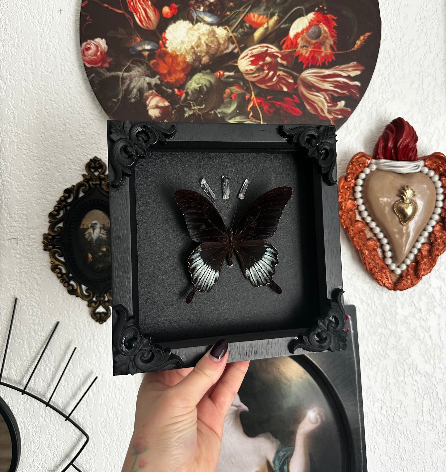 Papillon "goth" (Papilio lowii)