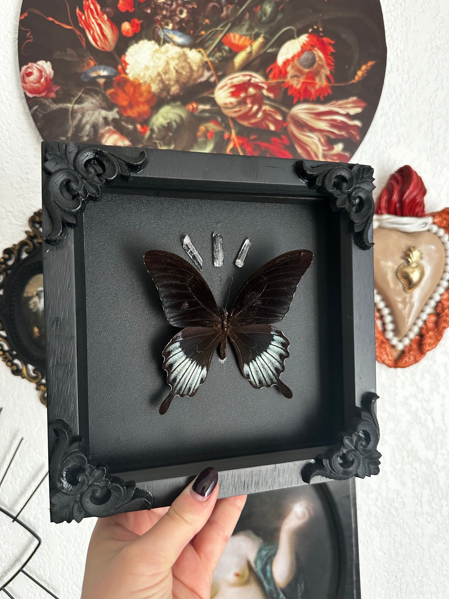 Papillon "goth" (Papilio lowii)