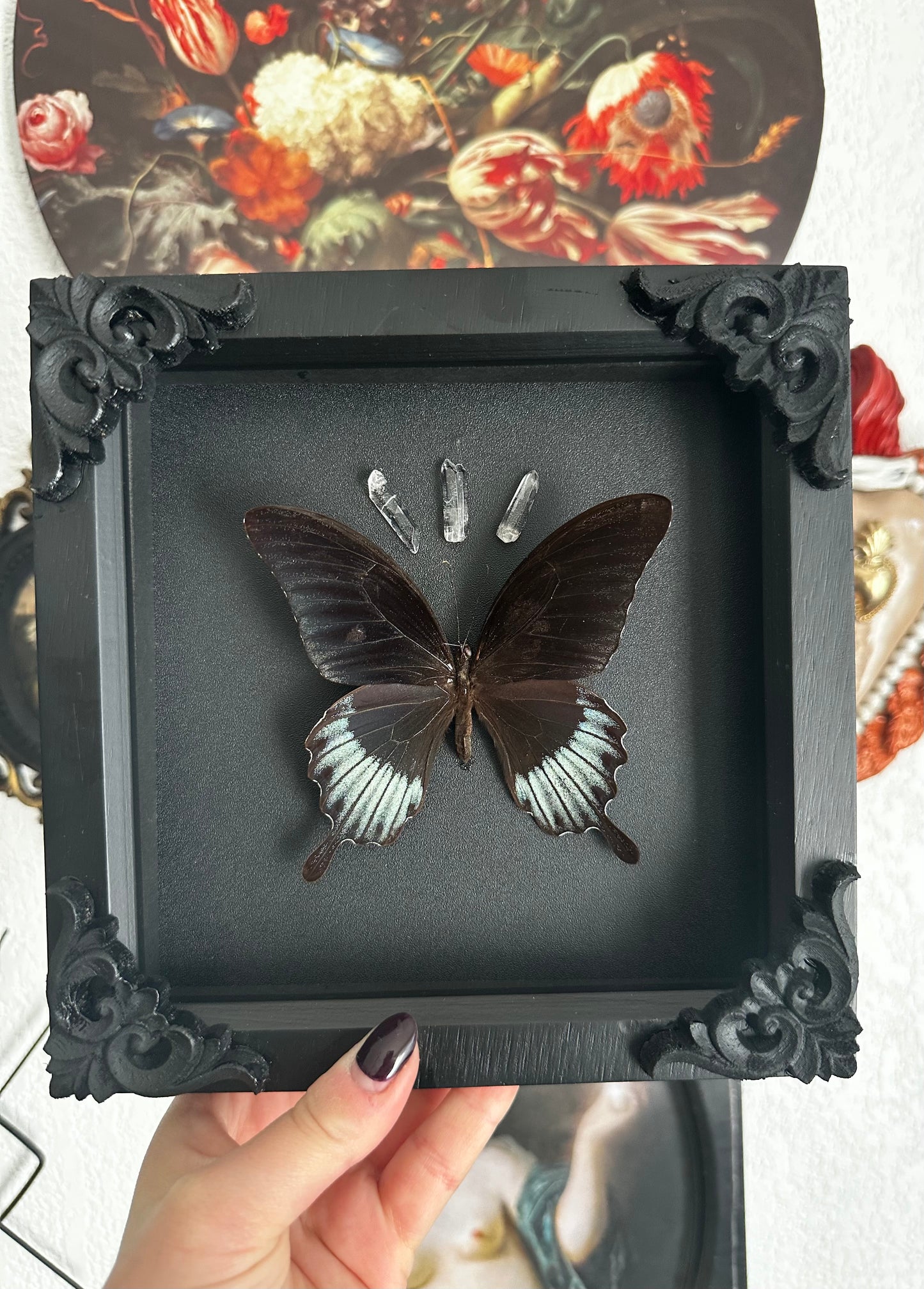 Papillon "goth" (Papilio lowii)