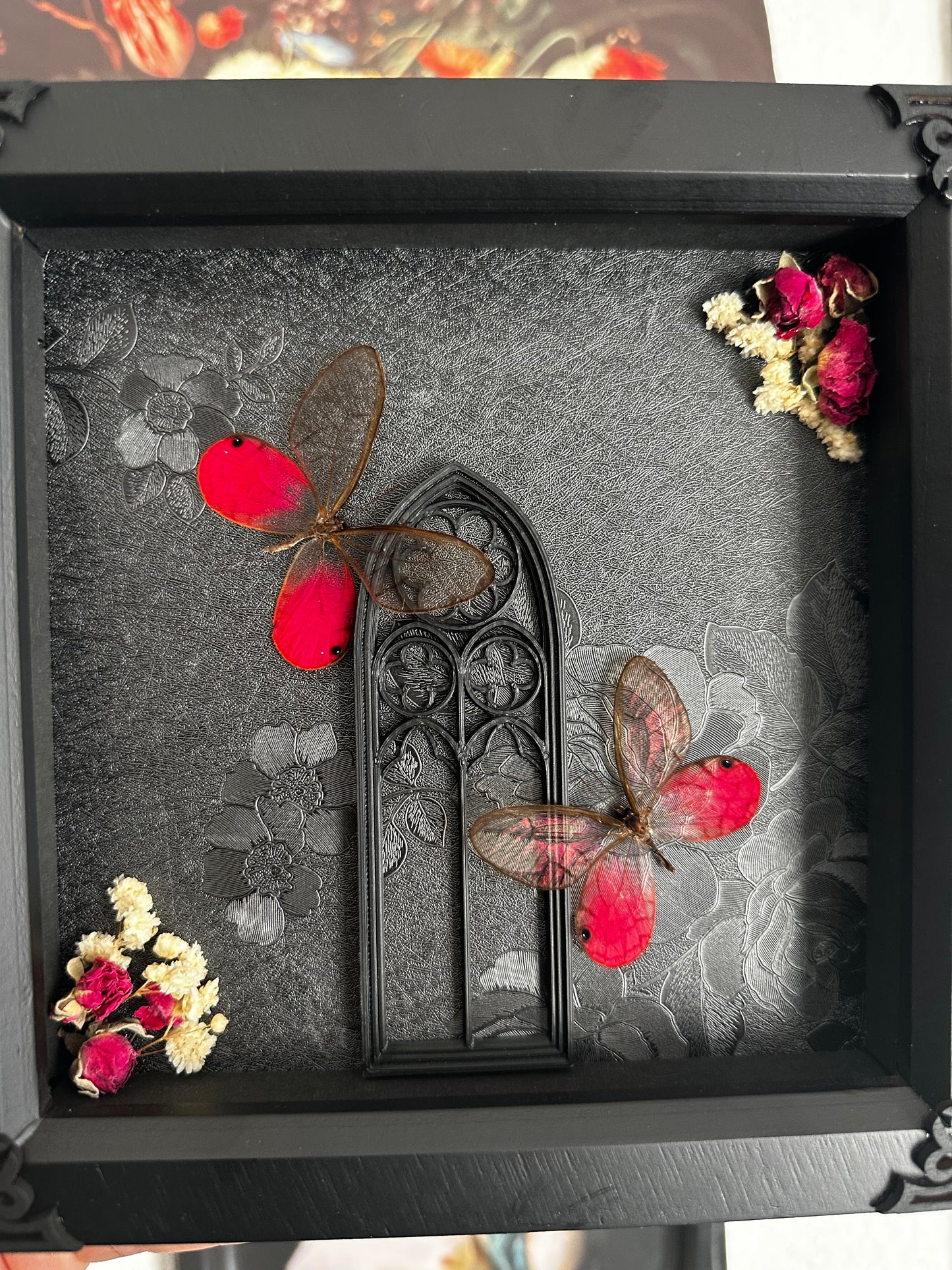 PRÉCOMMANDE Duo de papillons "blushing phantom" (Cithaerias aurorina) - Gothique collection